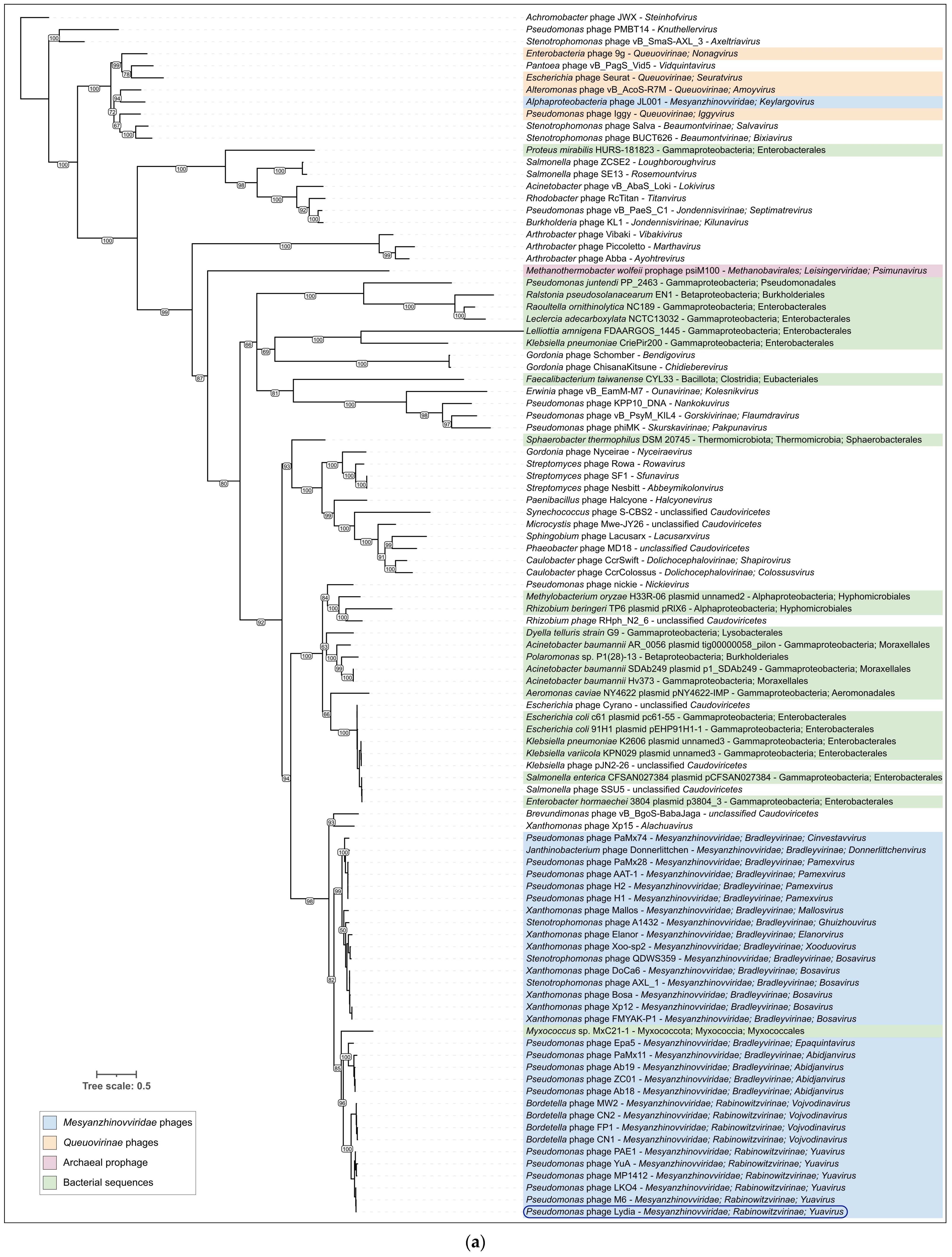 Viruses 17 00369 g009a Viruses 17 00369 g009a