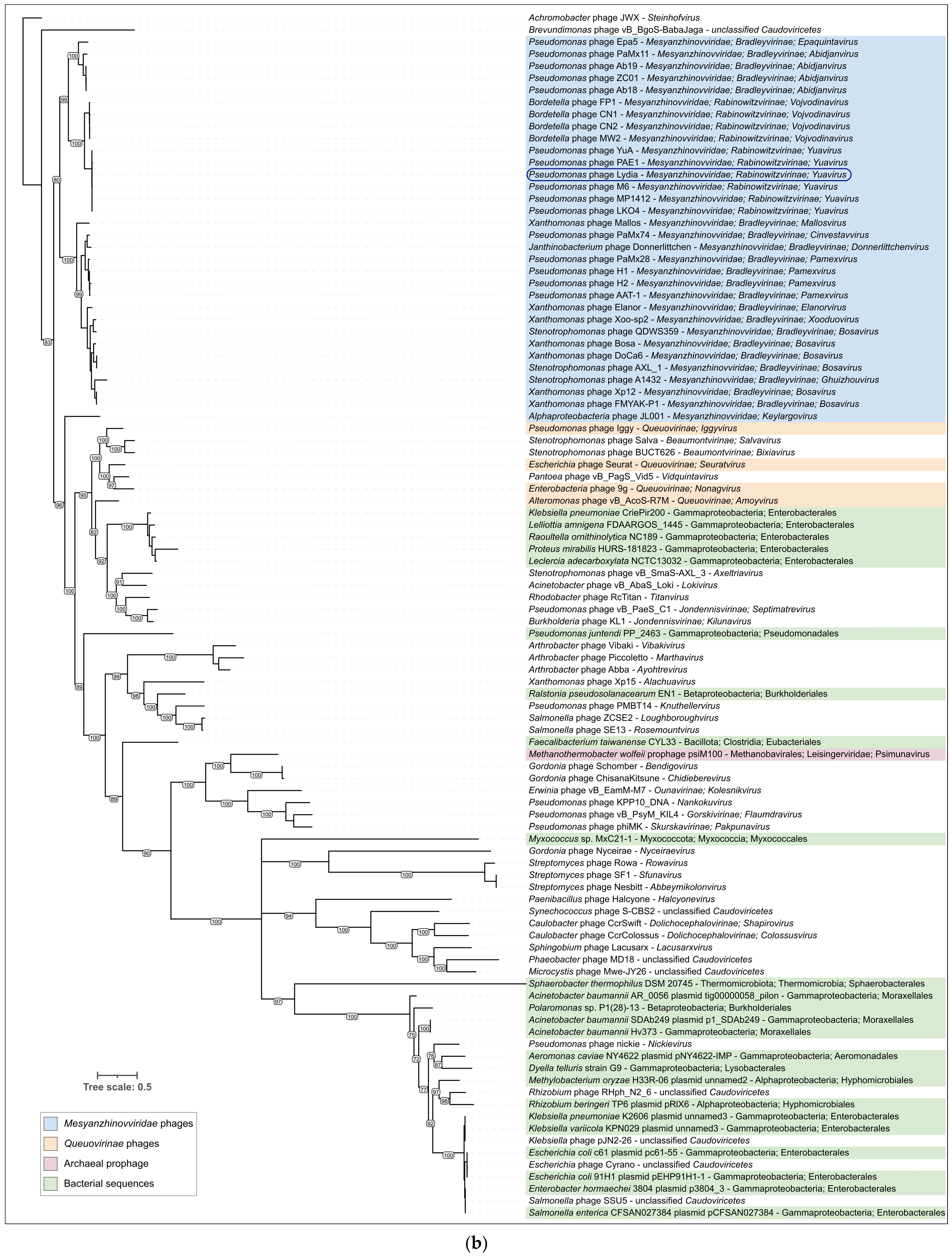 Viruses 17 00369 g009b Viruses 17 00369 g009b