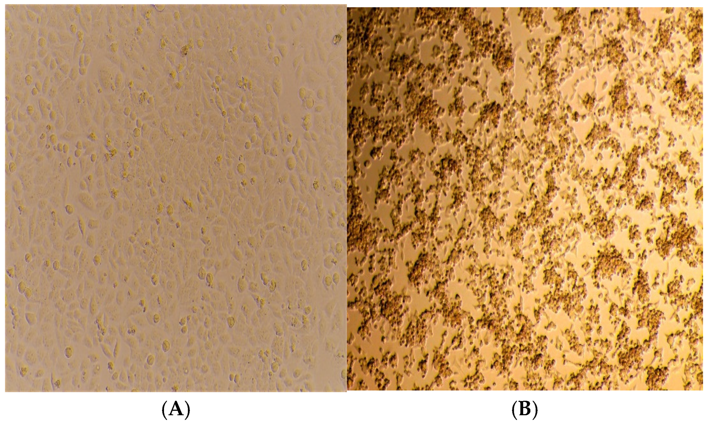 Viruses 17 00371 g003