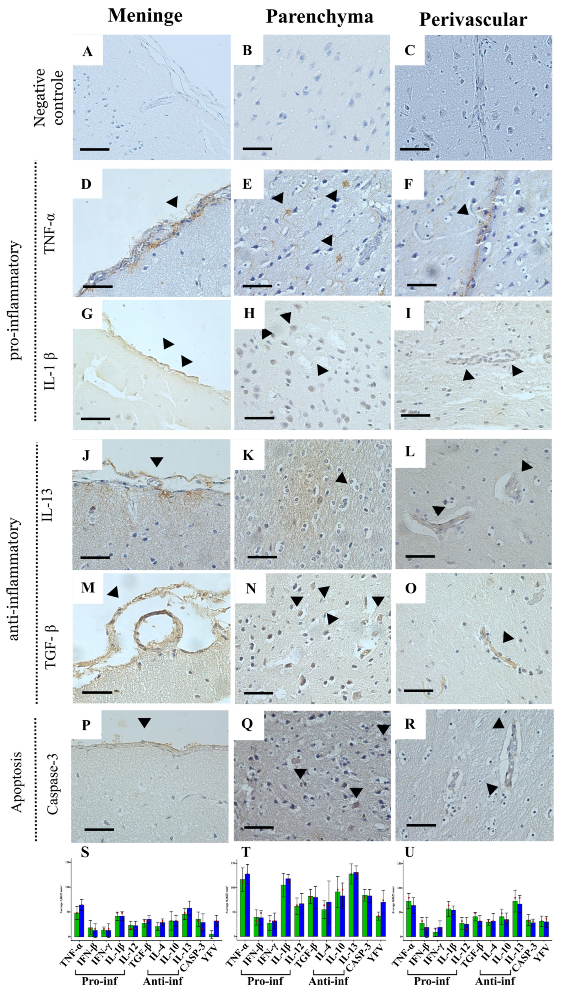 Viruses 17 00386 g004