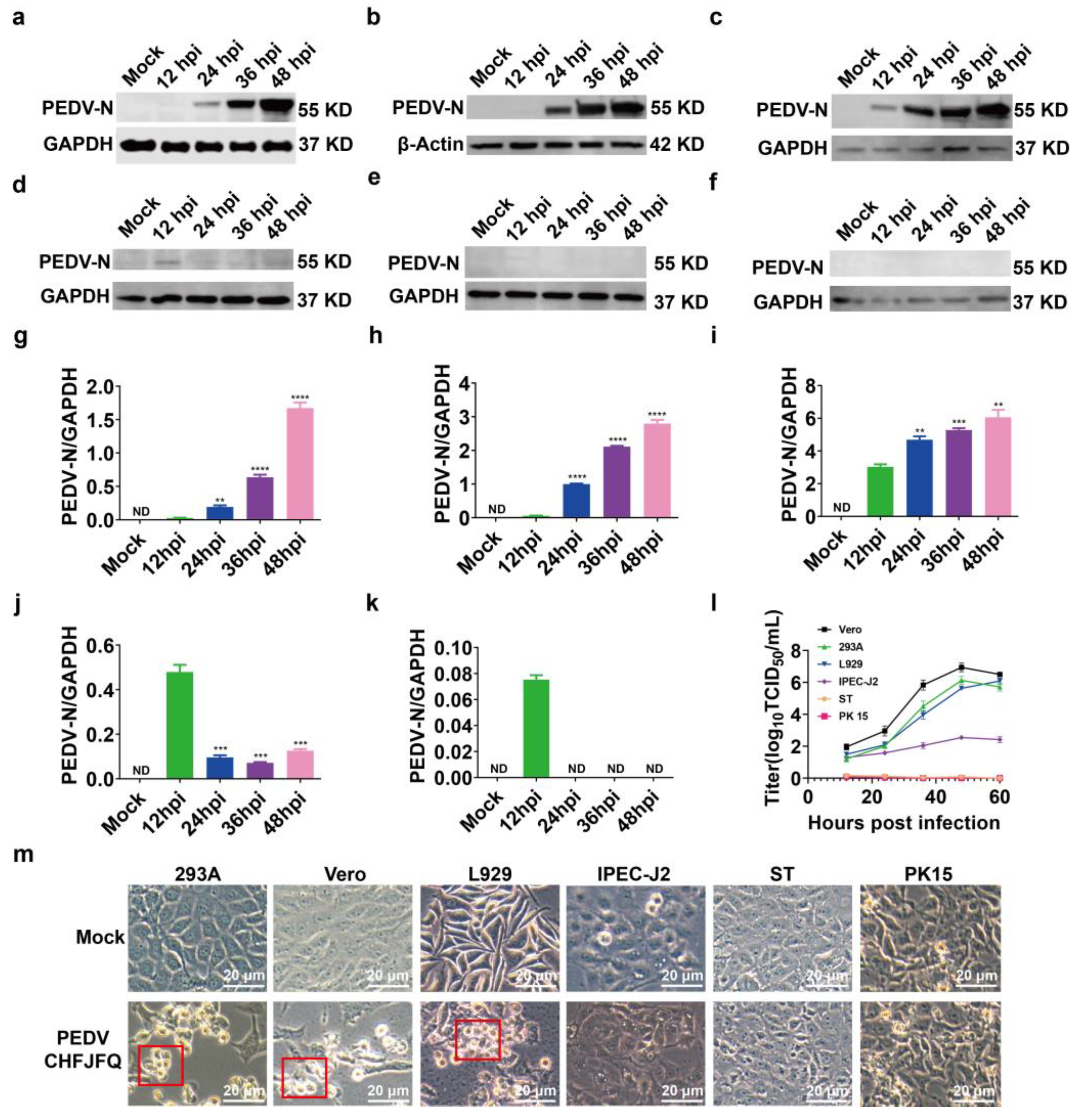 Viruses 17 00401 g004