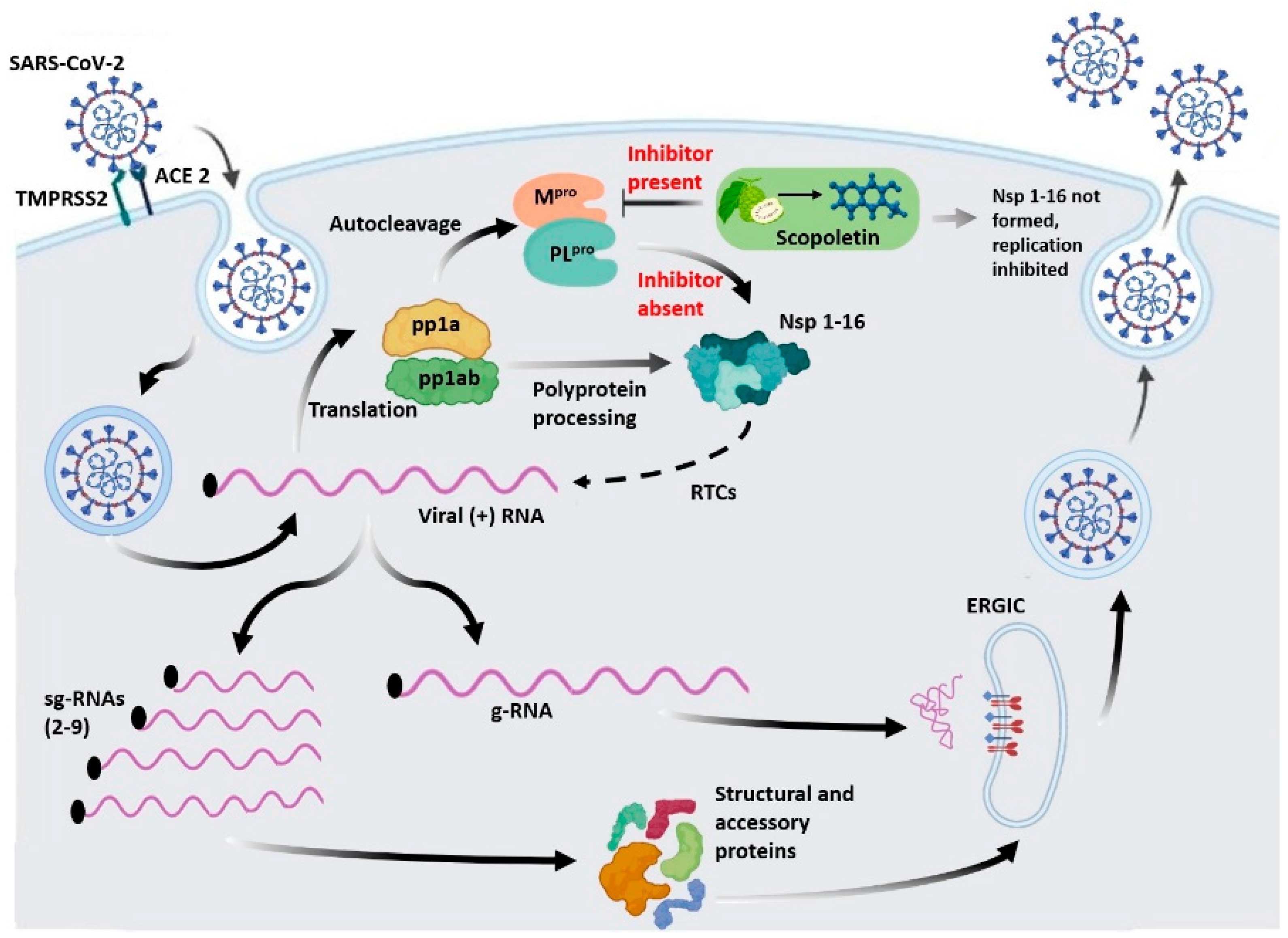 Viruses 17 00402 g016 Viruses 17 00402 g016