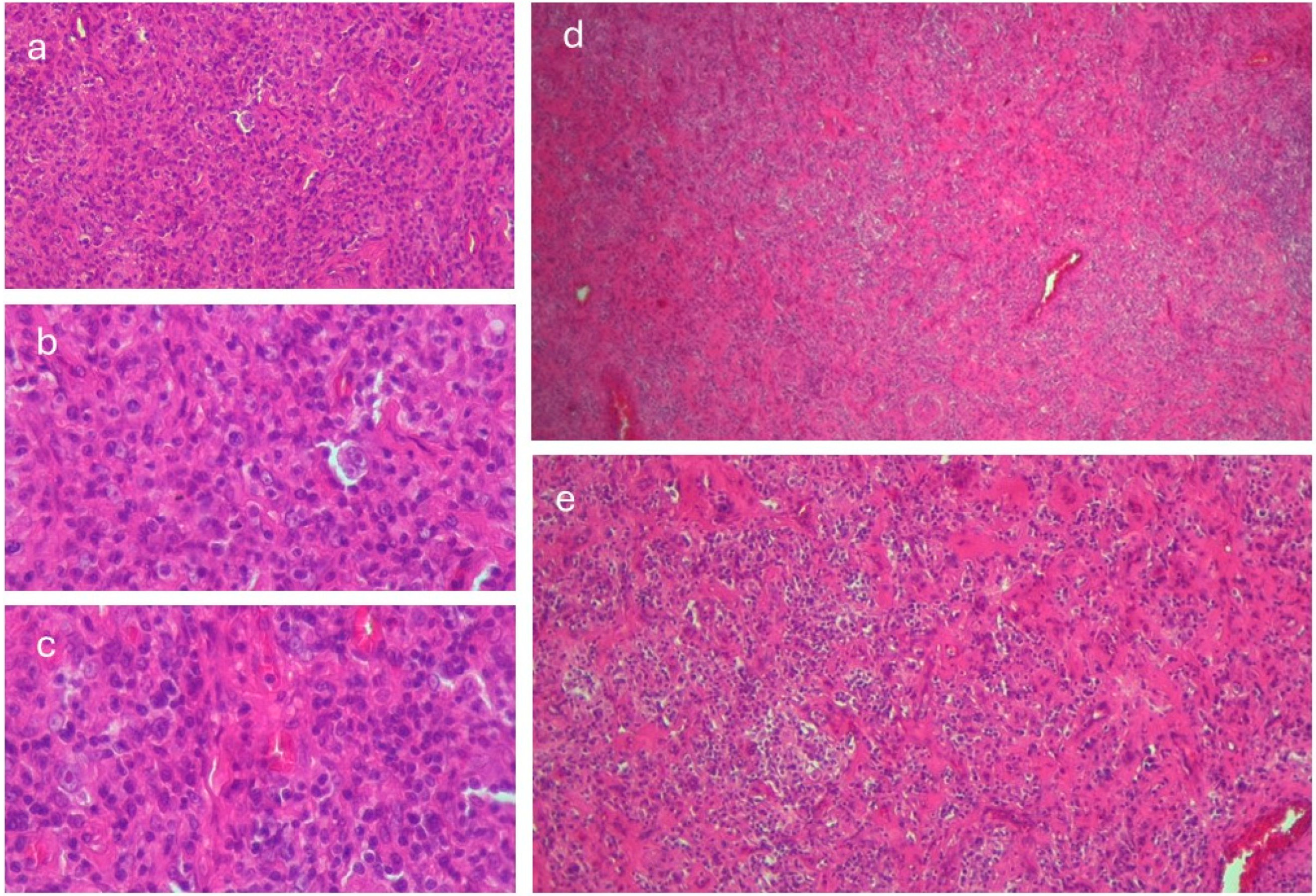 Viruses 17 00404 g002