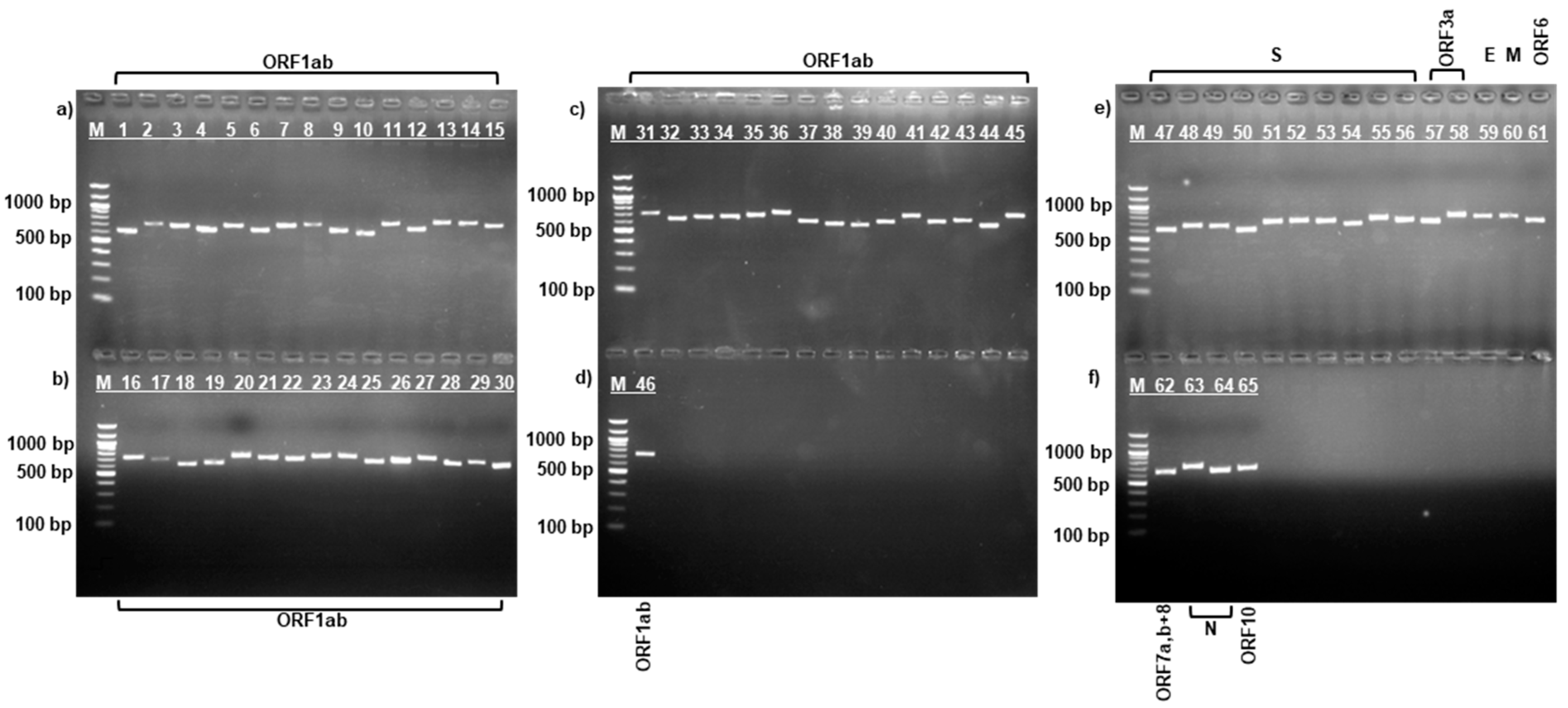 Viruses 17 00415 g002