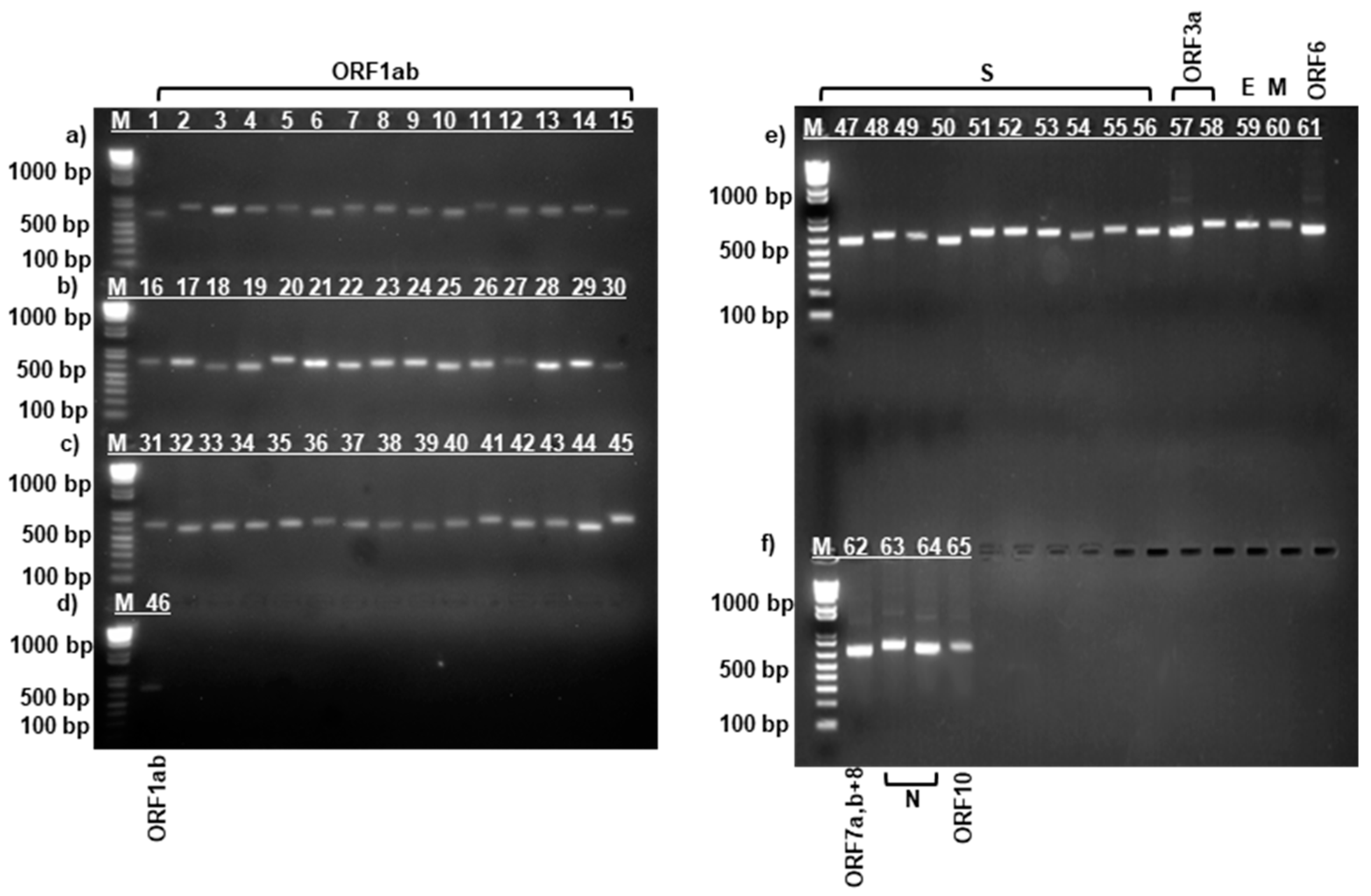 Viruses 17 00415 g003