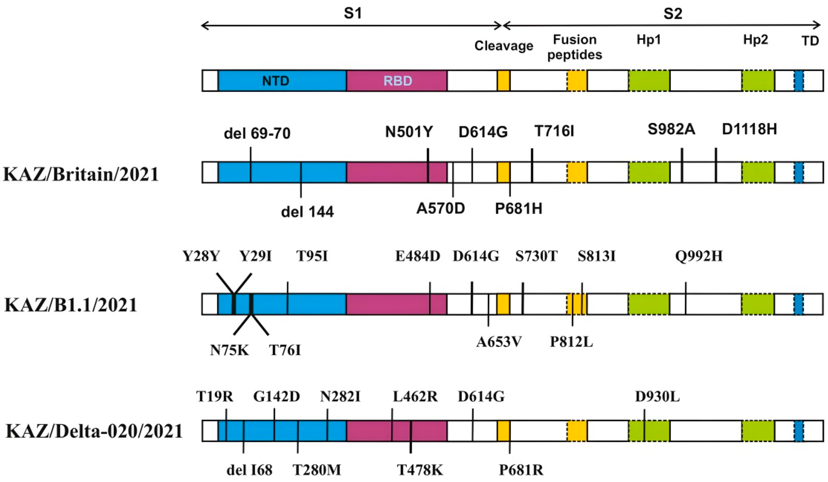 Viruses 17 00415 g004