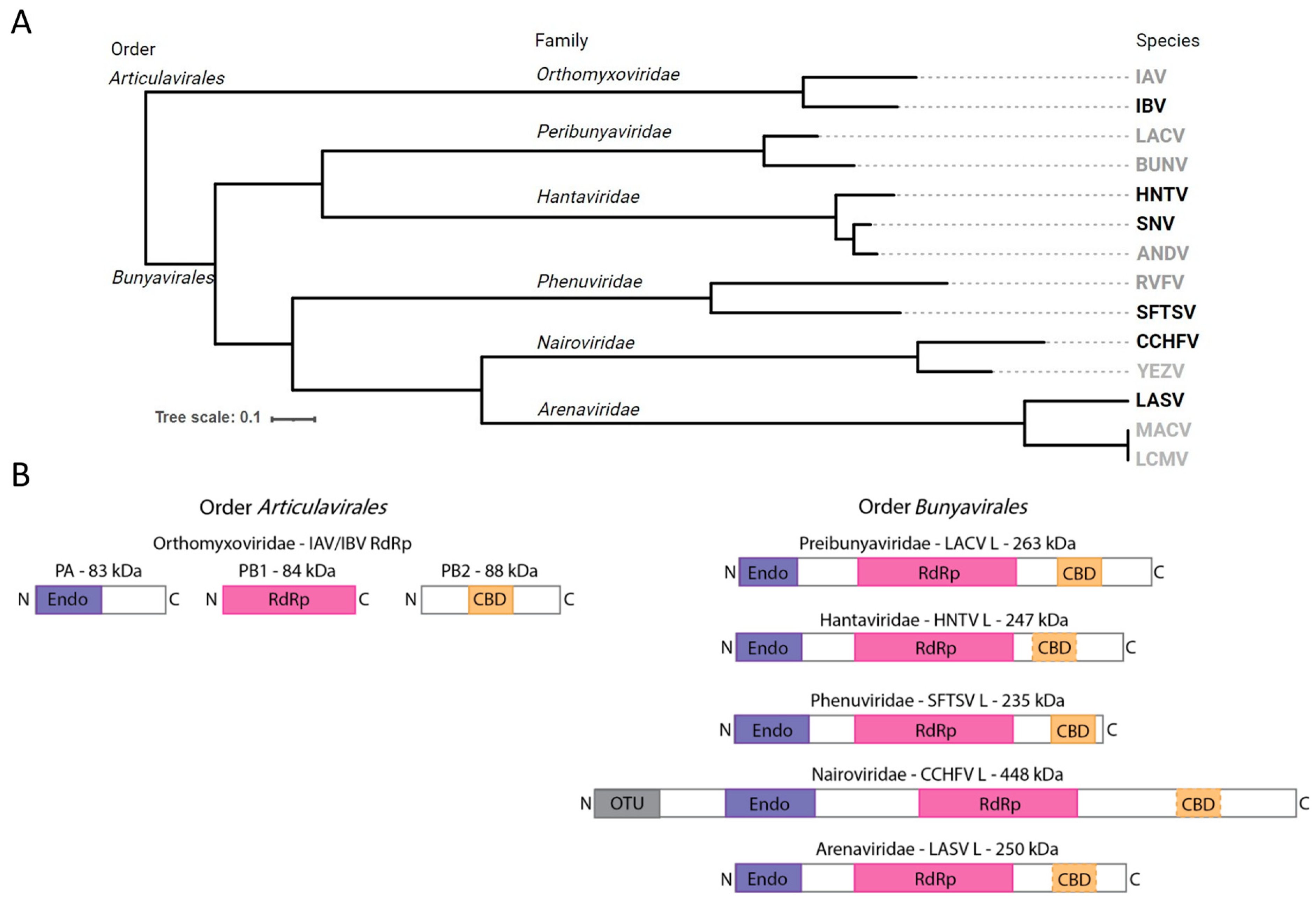 Viruses 17 00420 g001