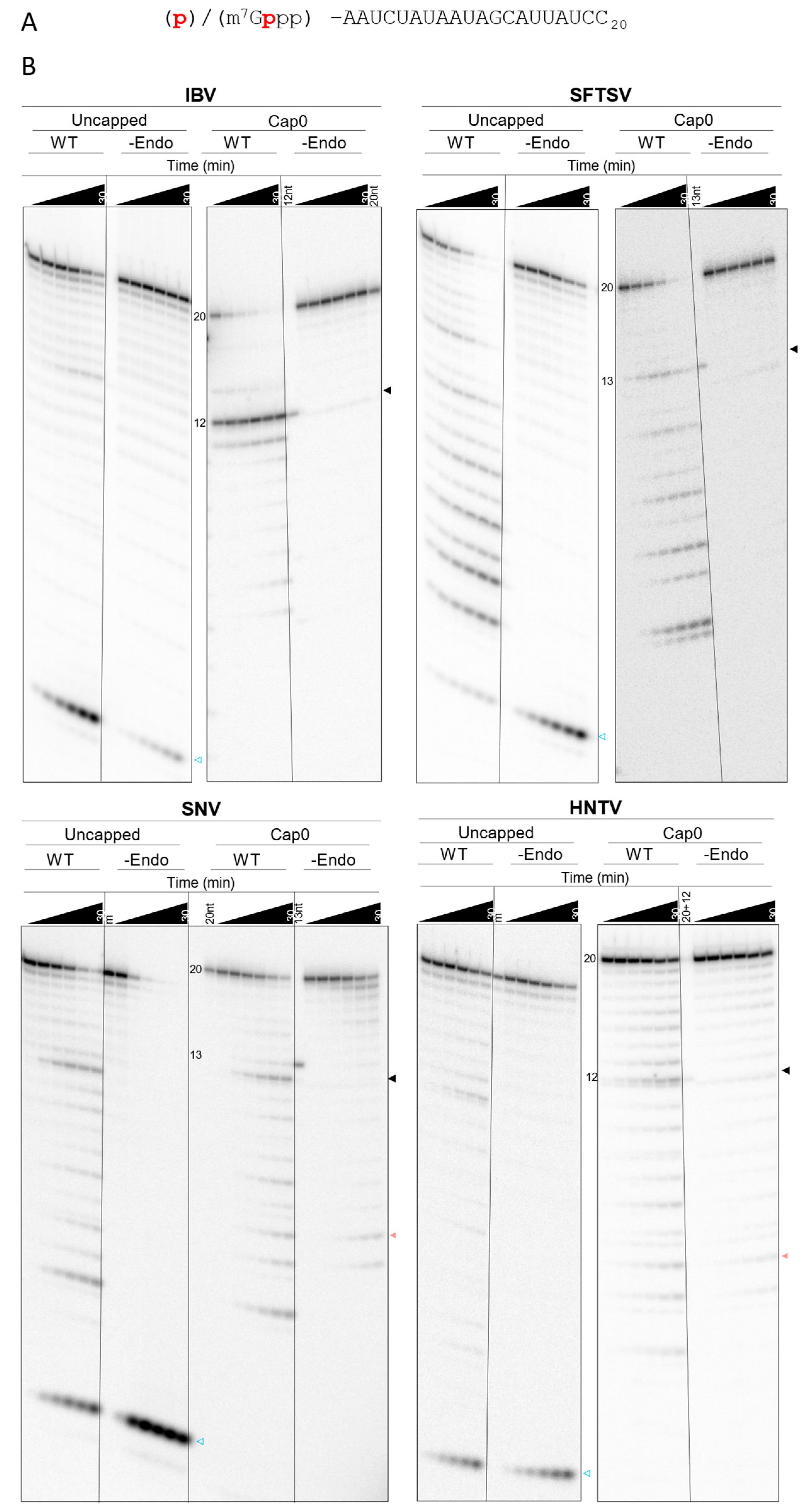 Viruses 17 00420 g005
