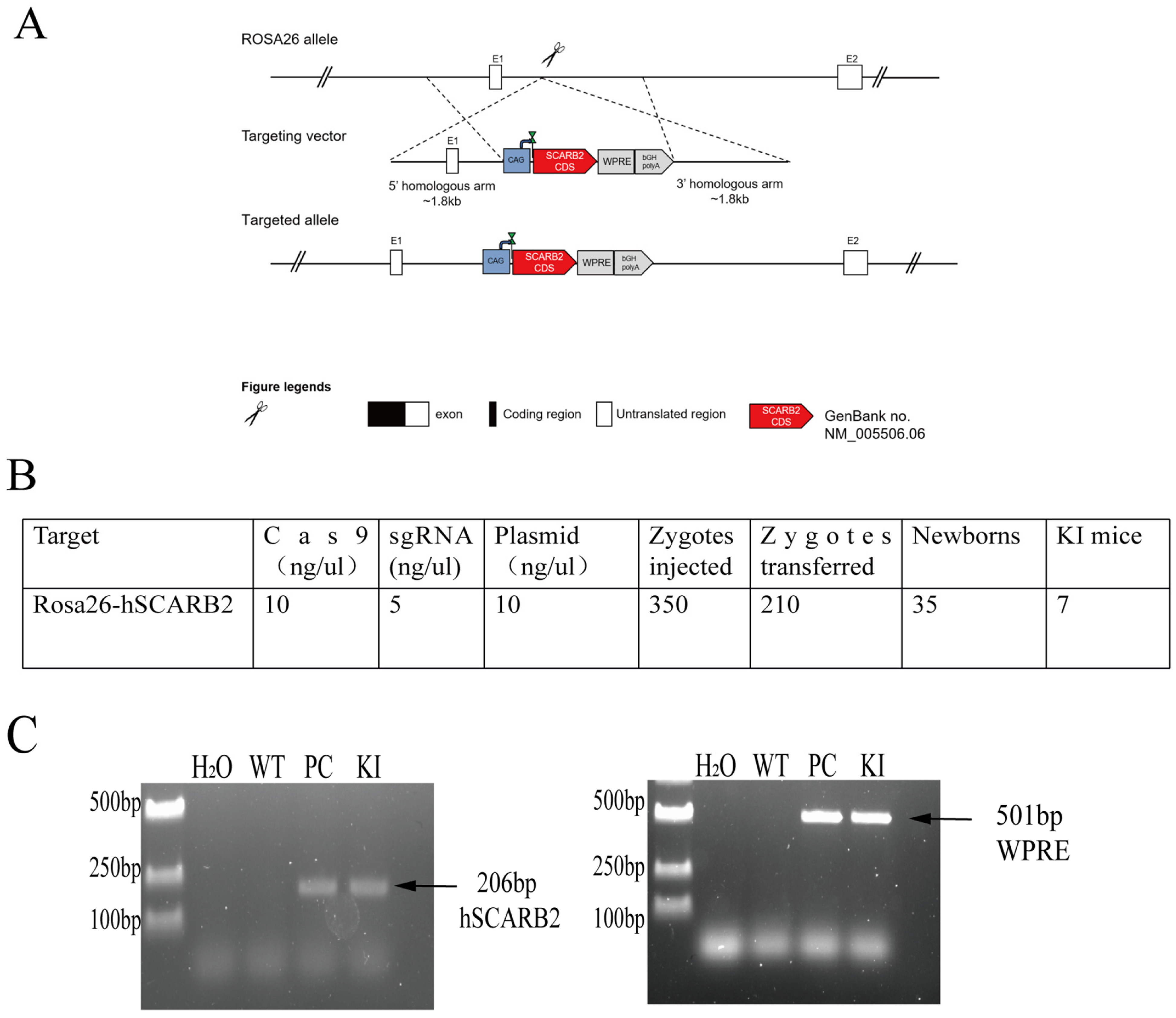 Viruses 17 00423 g001