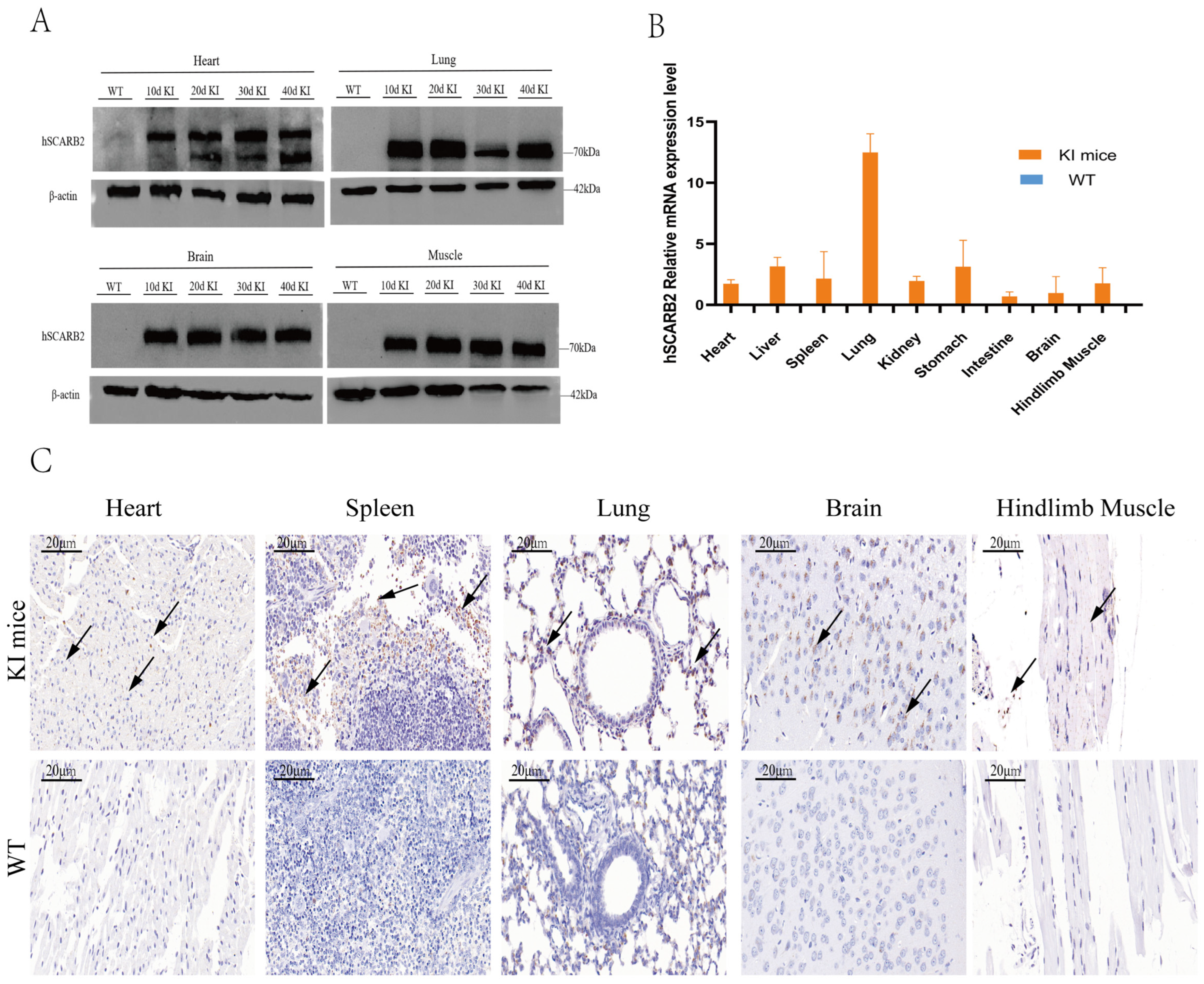Viruses 17 00423 g002