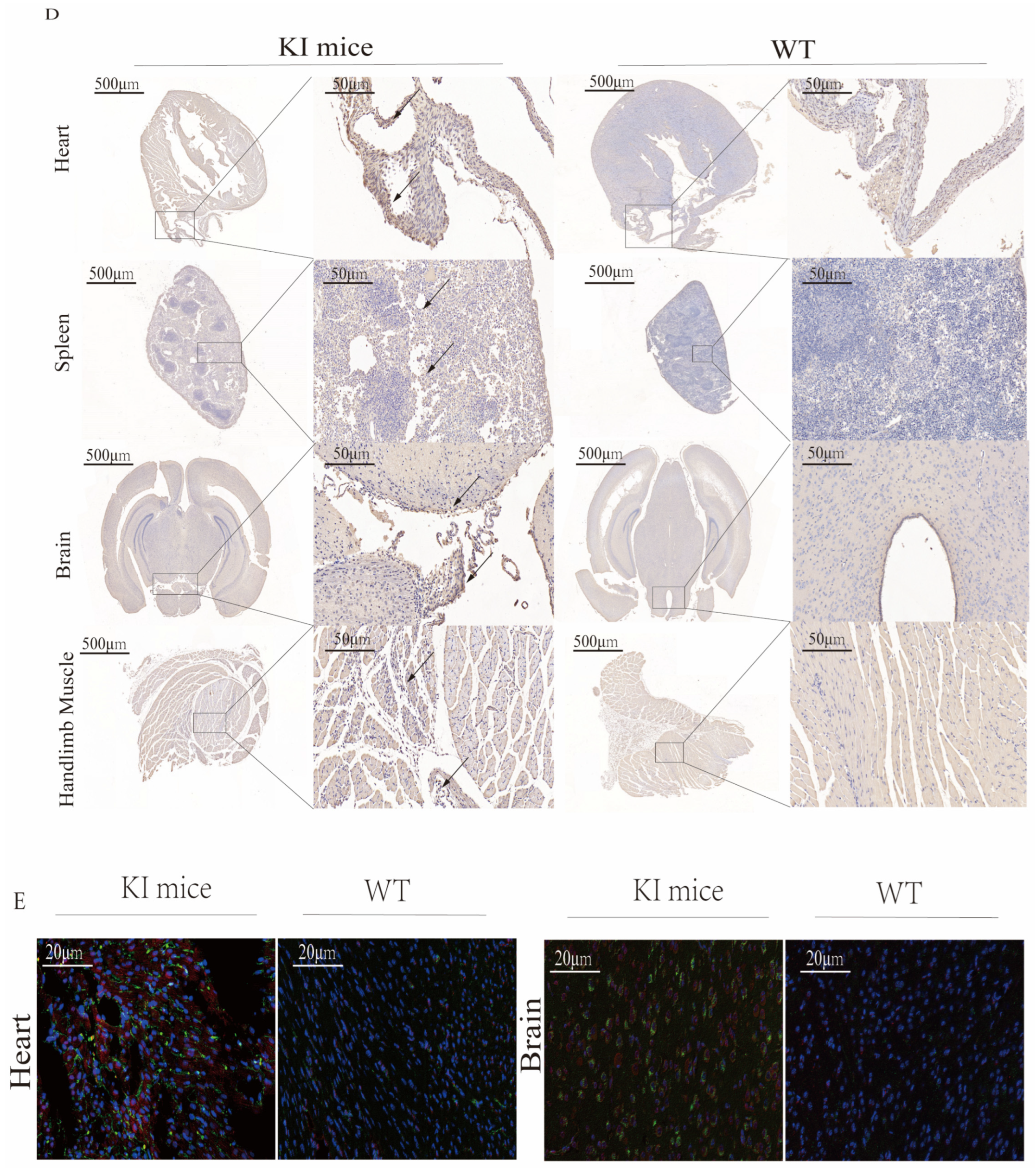 Viruses 17 00423 g004b