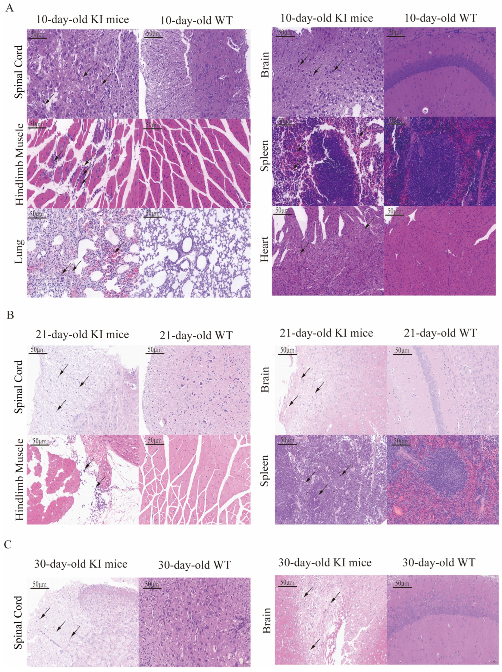 Viruses 17 00423 g005