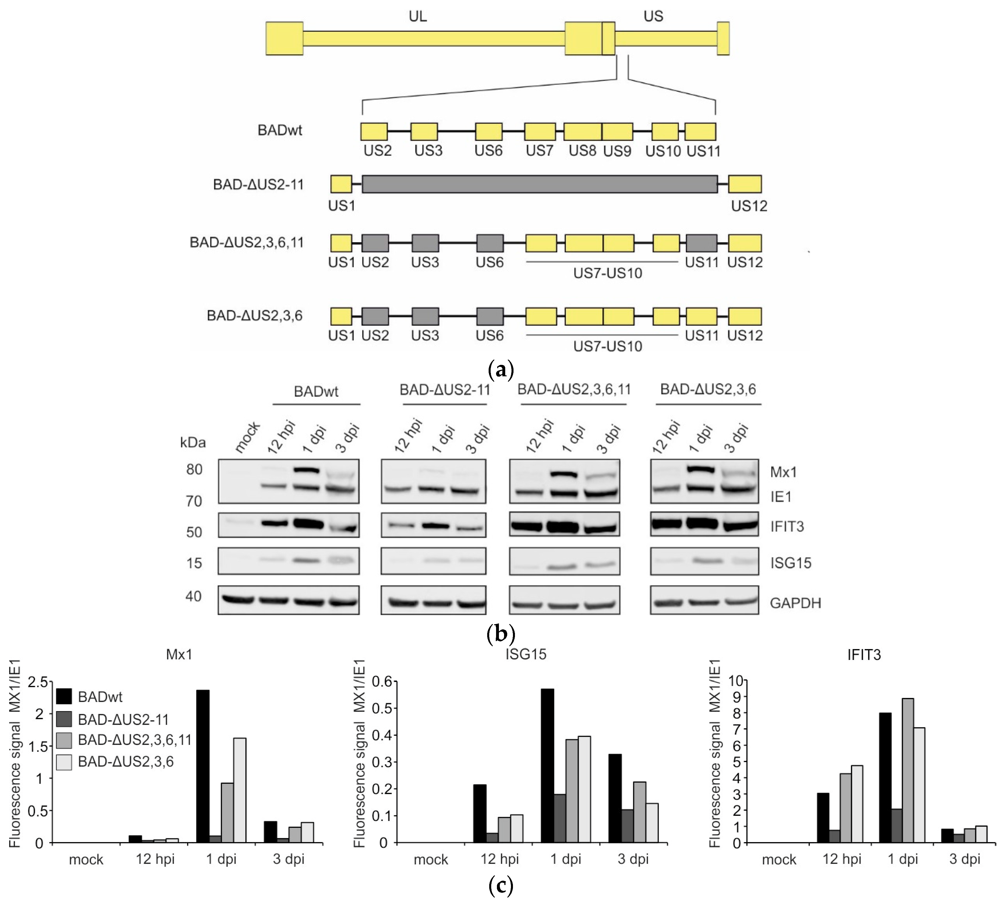 Viruses 17 00426 g001