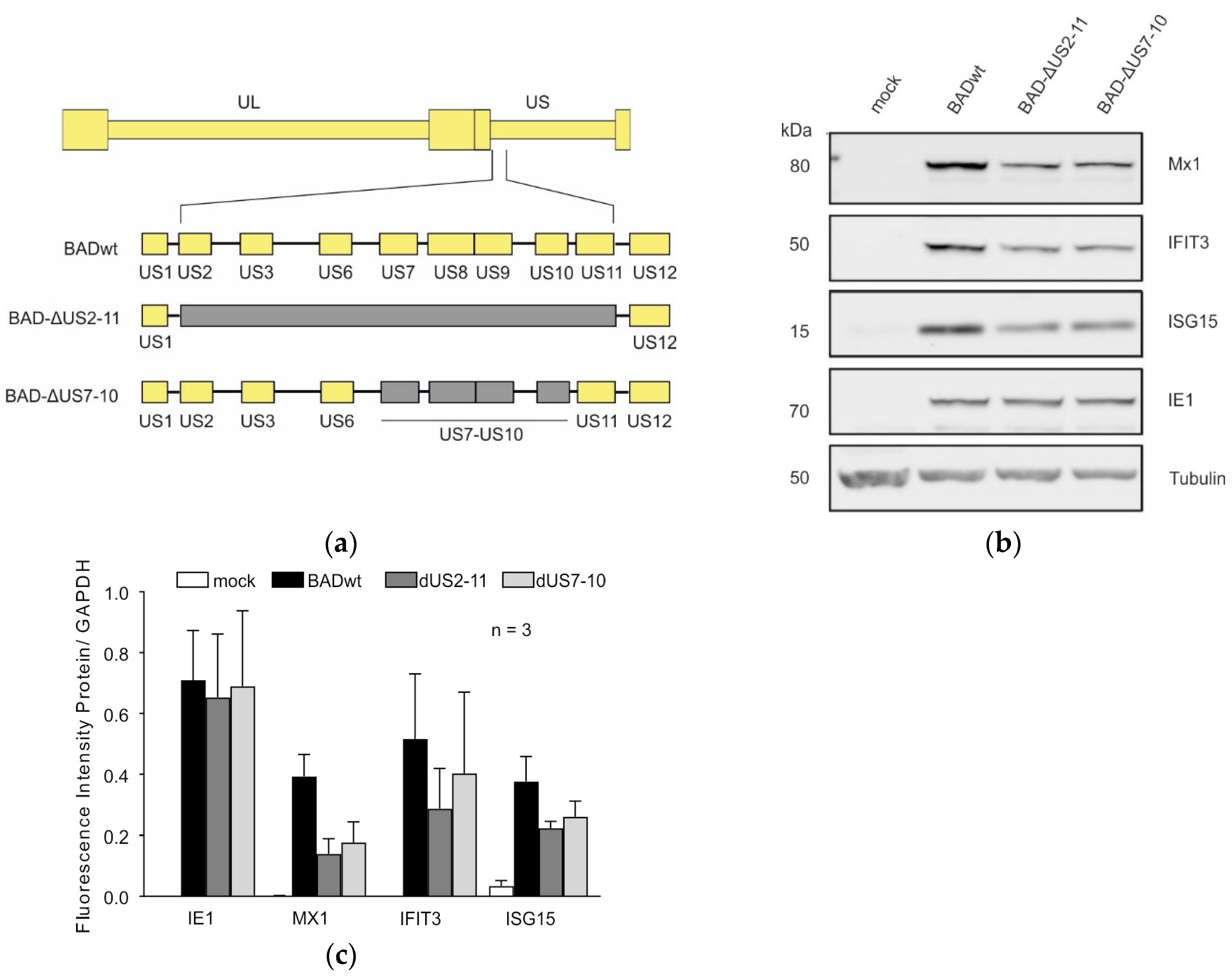 Viruses 17 00426 g002