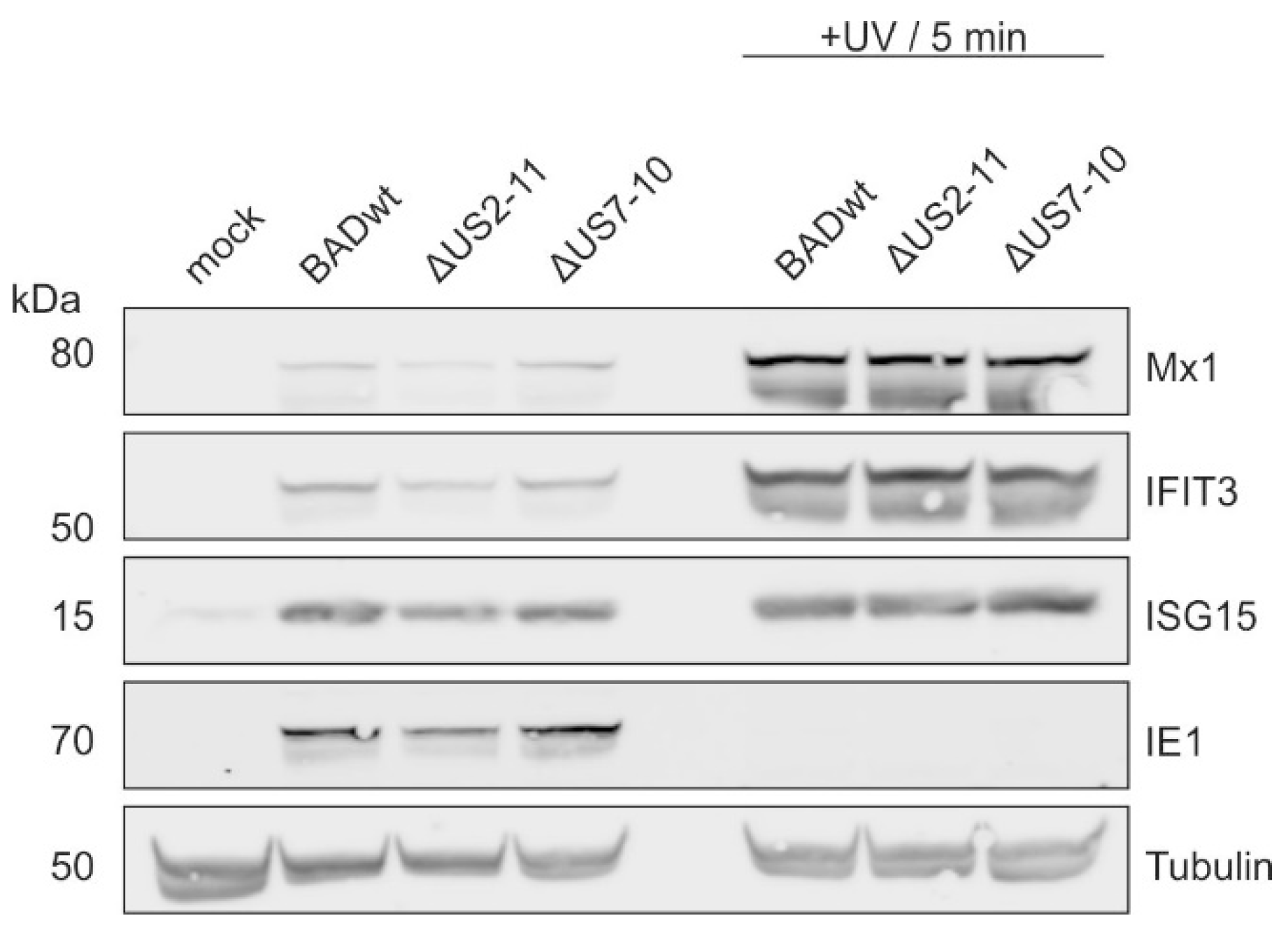 Viruses 17 00426 g004