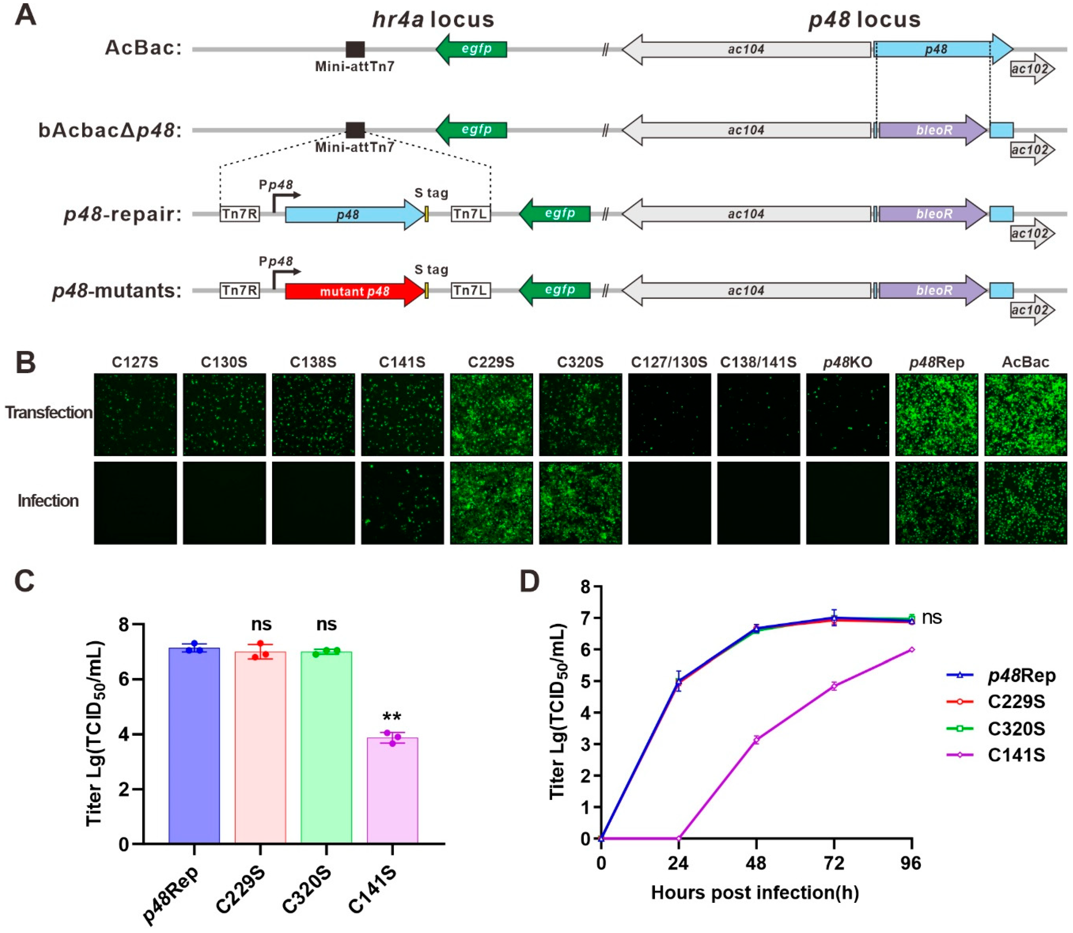 Viruses 17 00434 g003