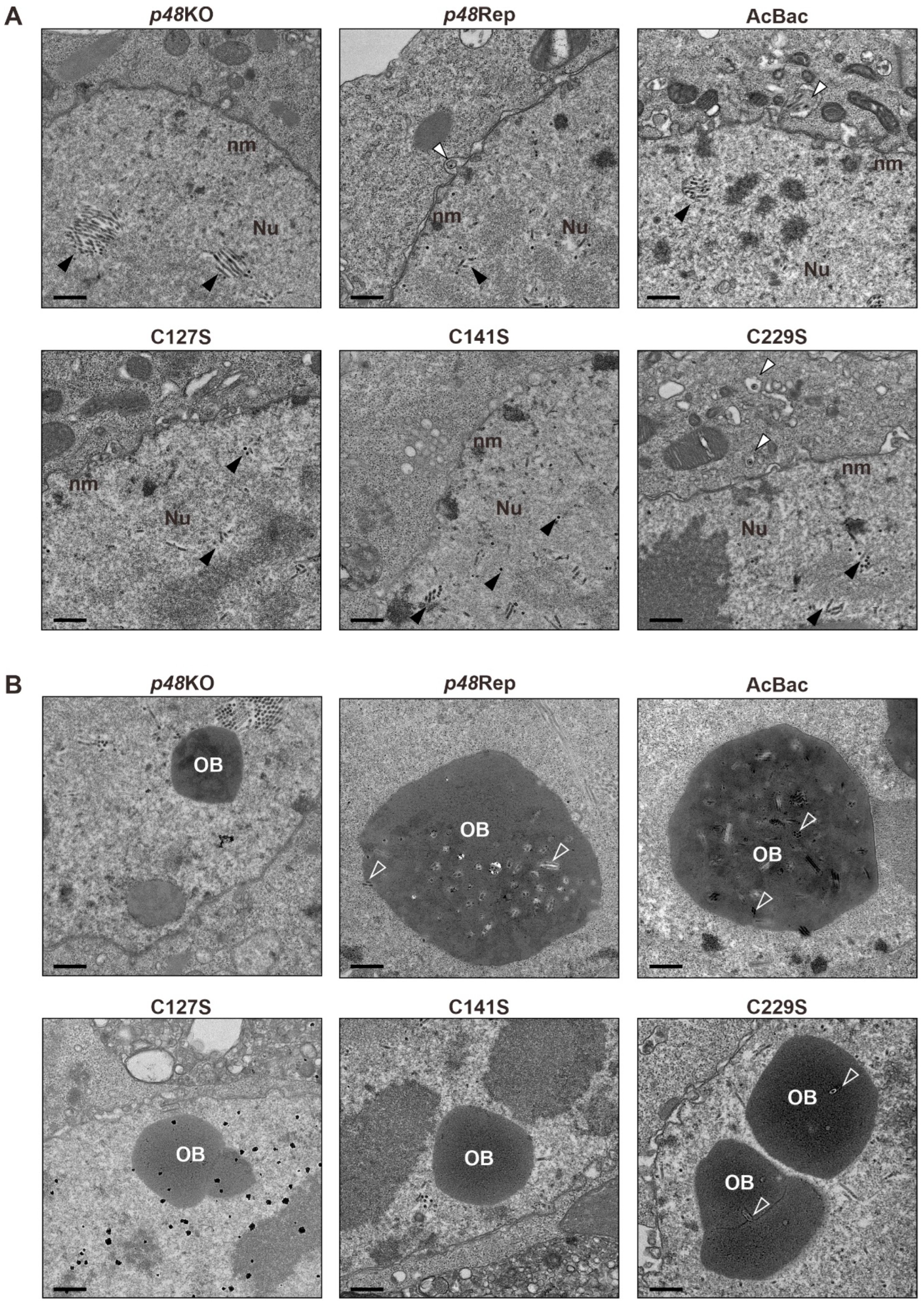 Viruses 17 00434 g004