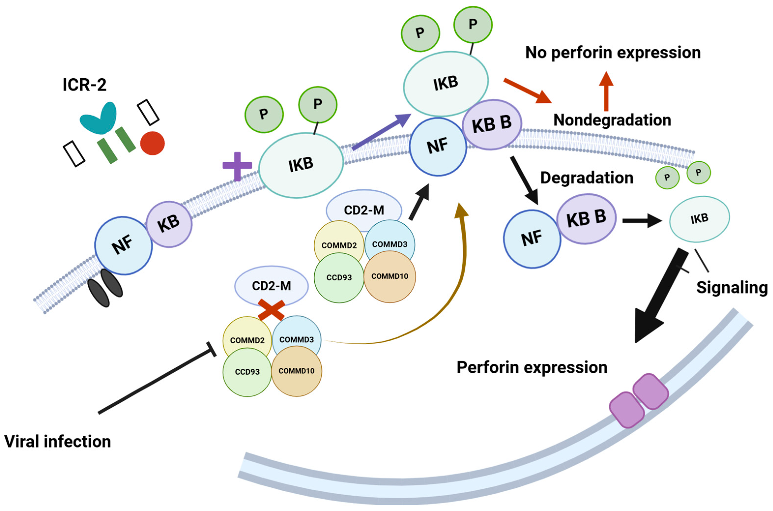Viruses 17 00435 g006