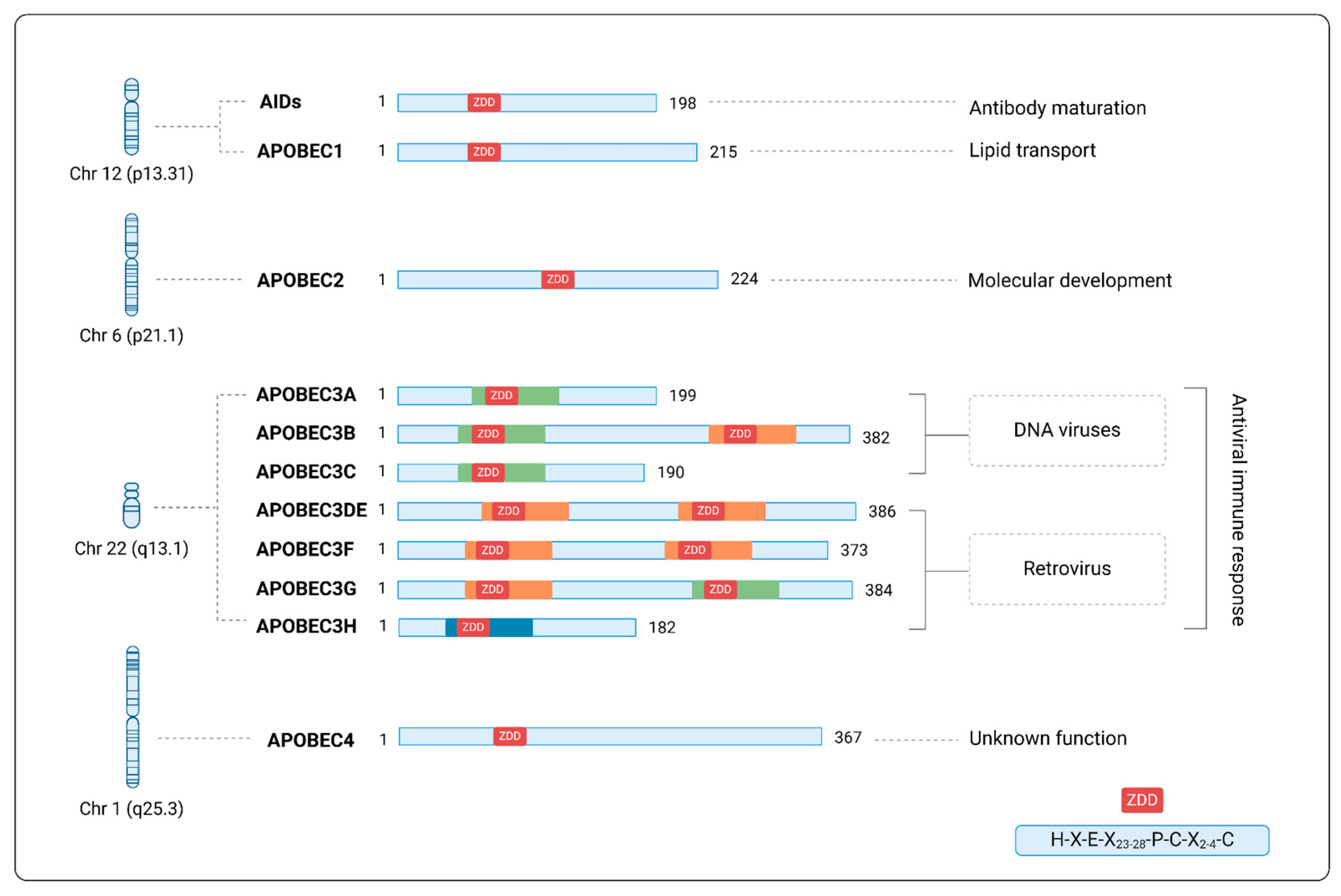 Viruses 17 00436 g001