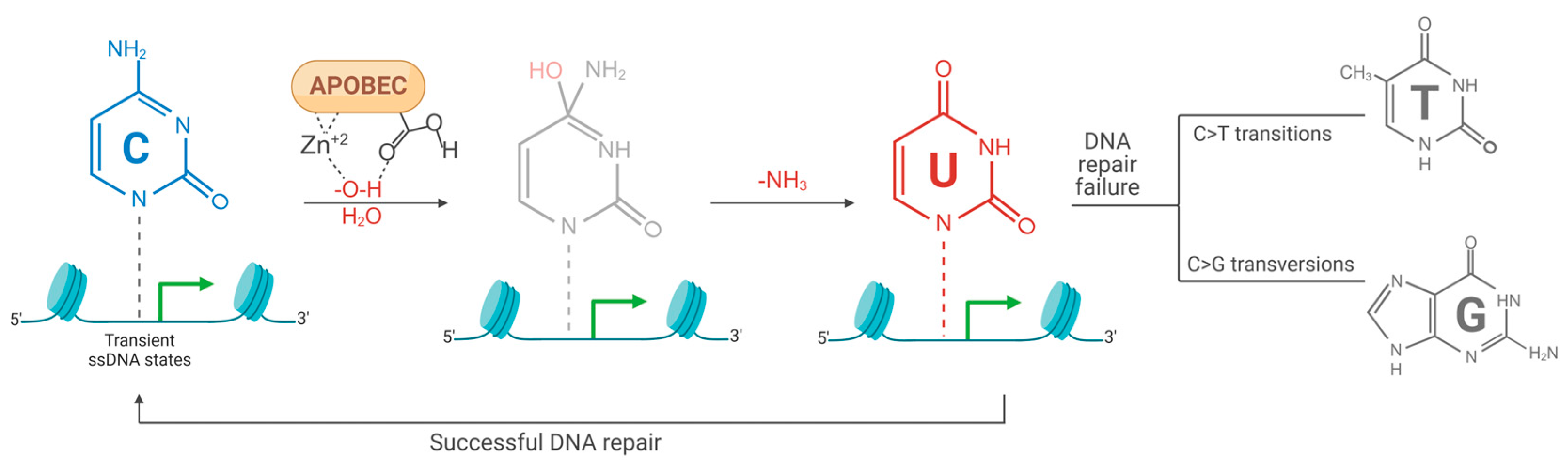 Viruses 17 00436 g002