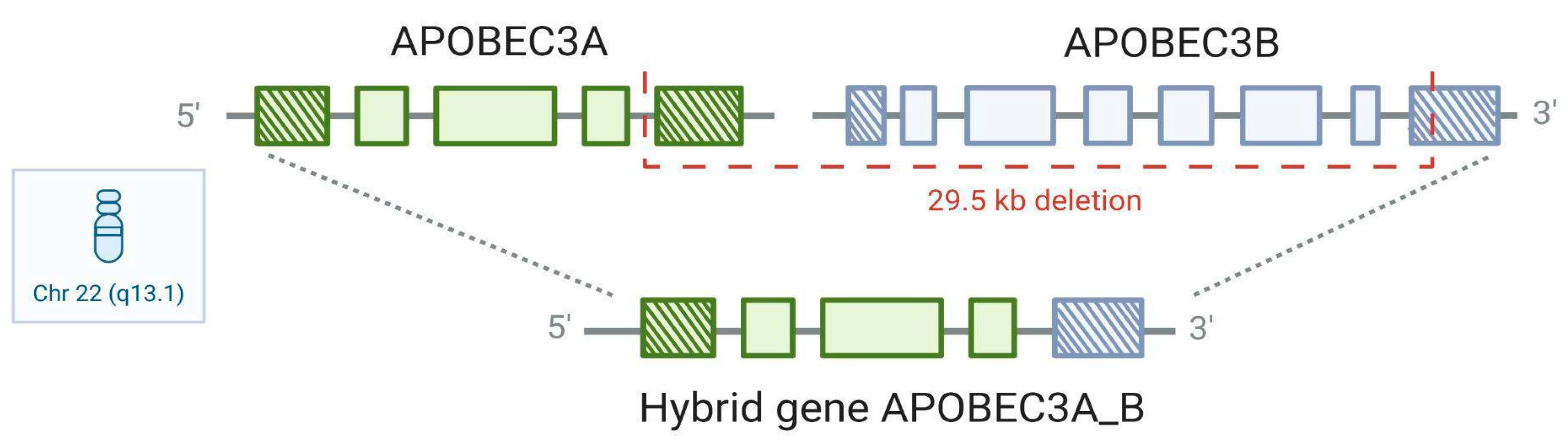 Viruses 17 00436 g003