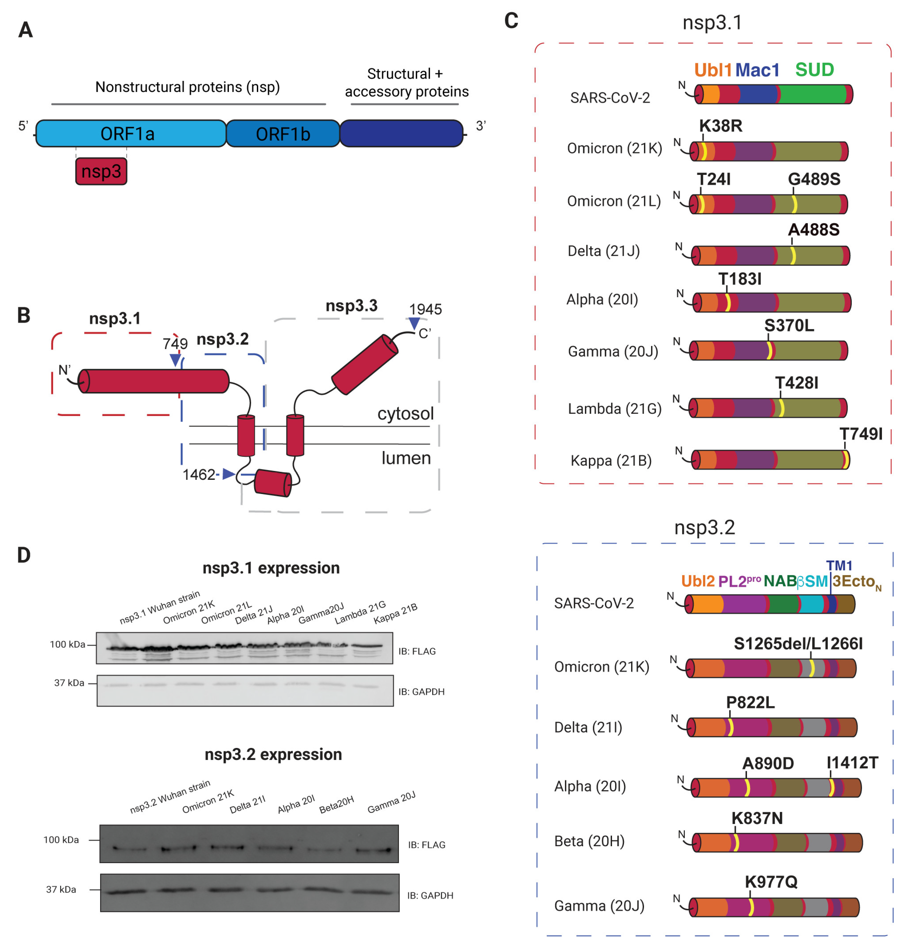 Viruses 17 00447 g001