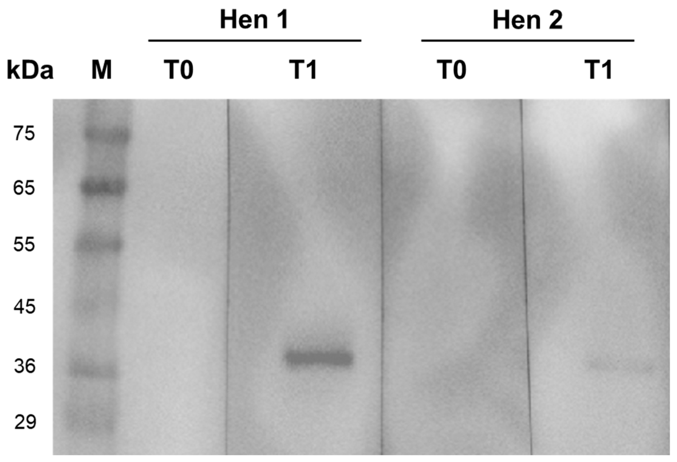 Viruses 17 00448 g001