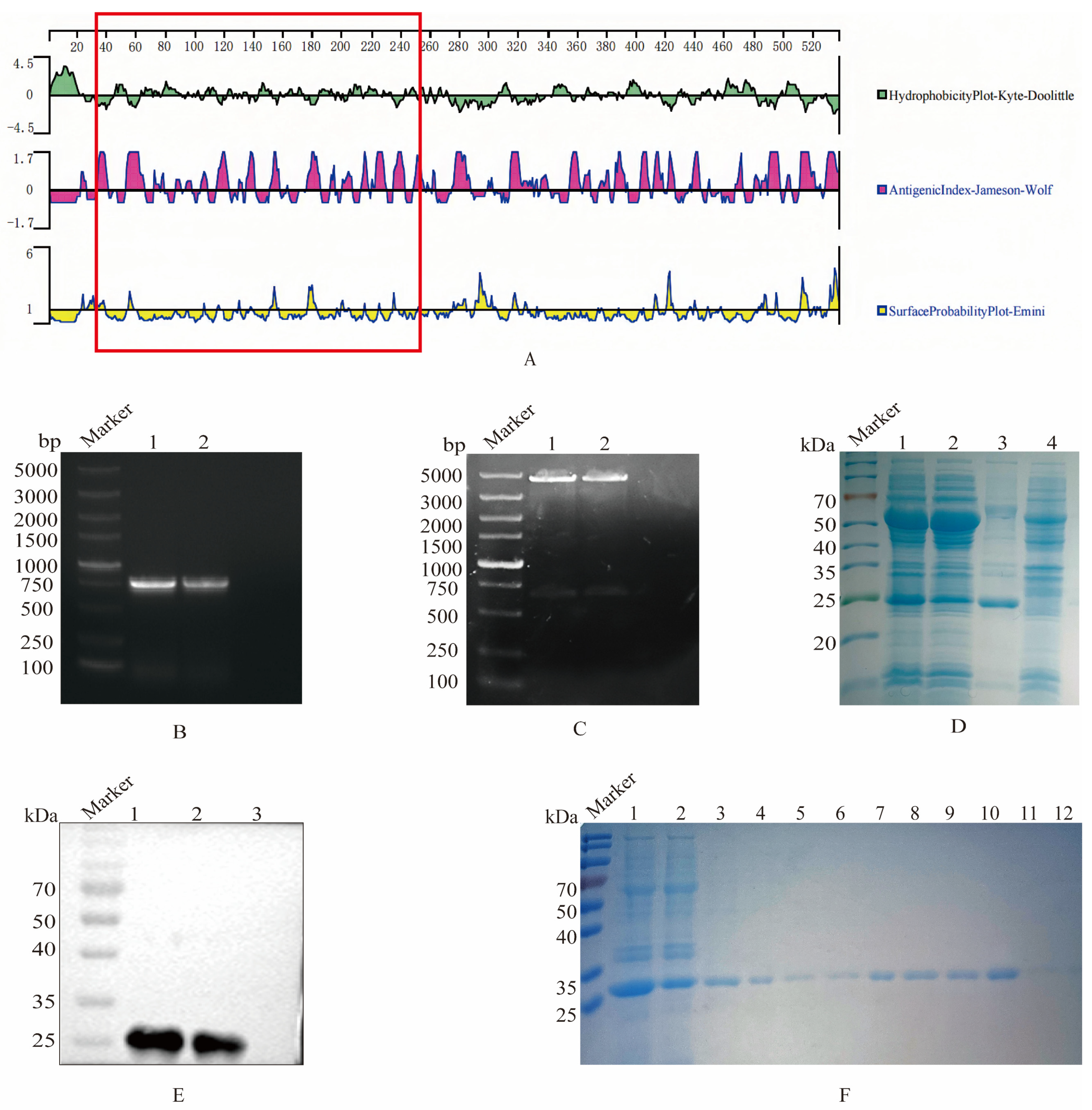 Viruses 17 00464 g001