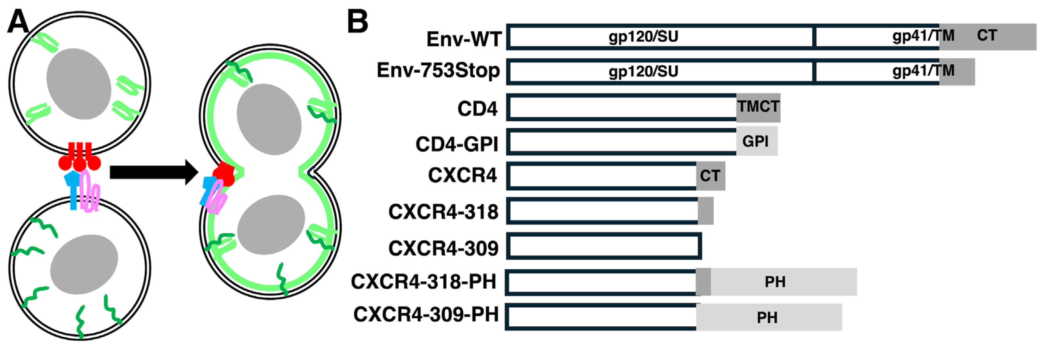 Viruses 17 00472 g001