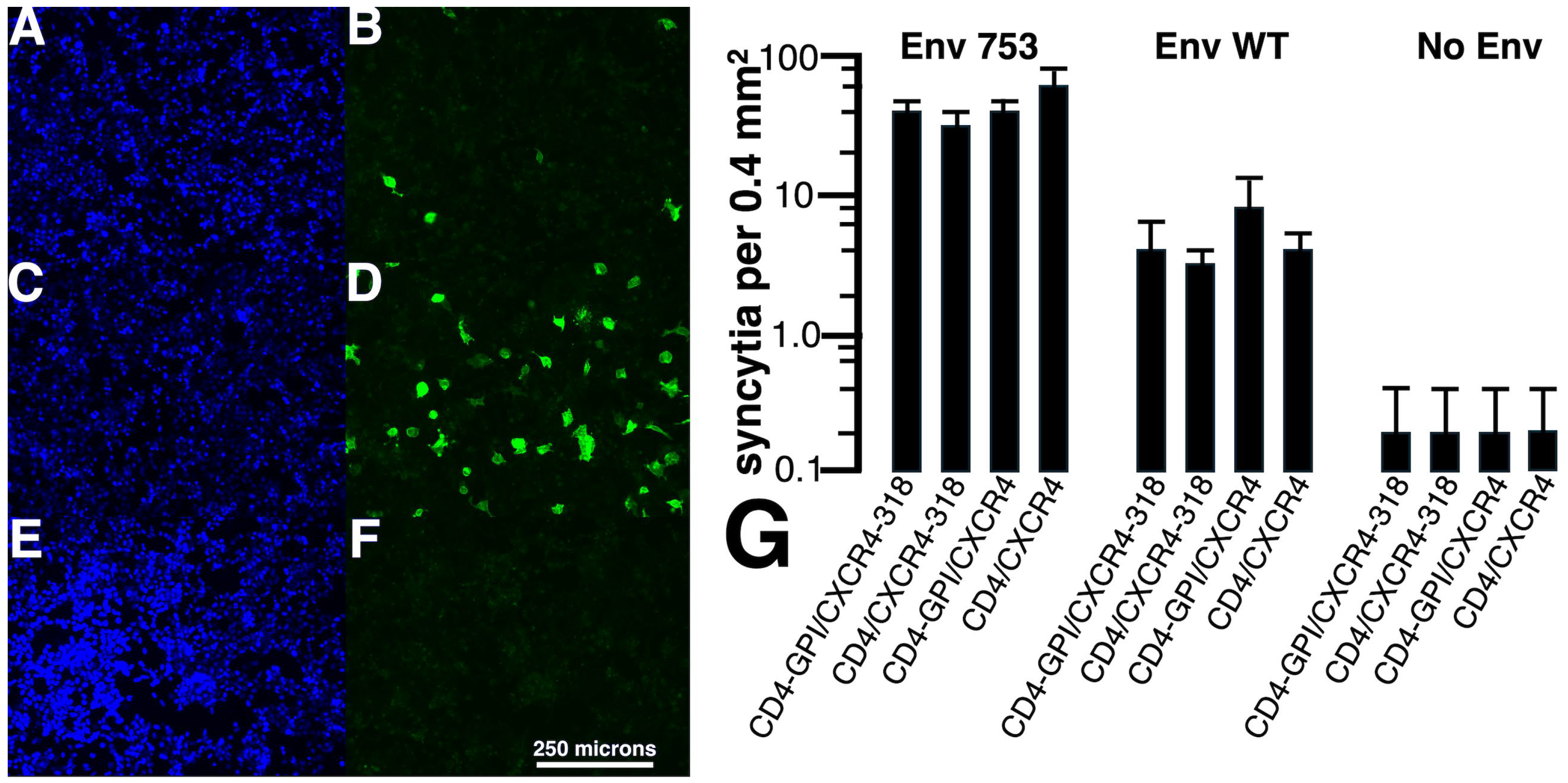 Viruses 17 00472 g002