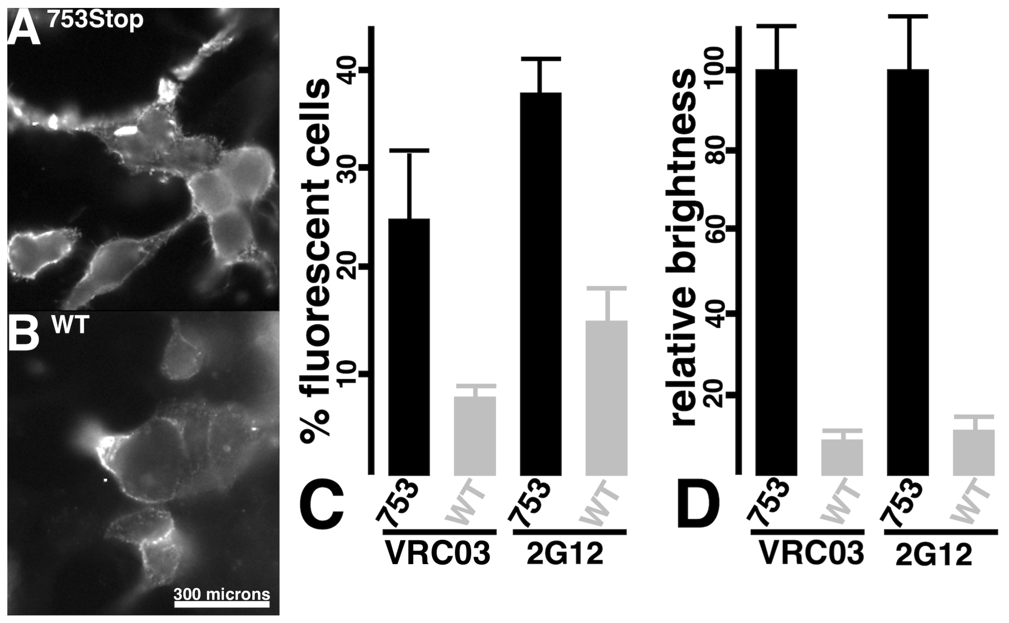 Viruses 17 00472 g003