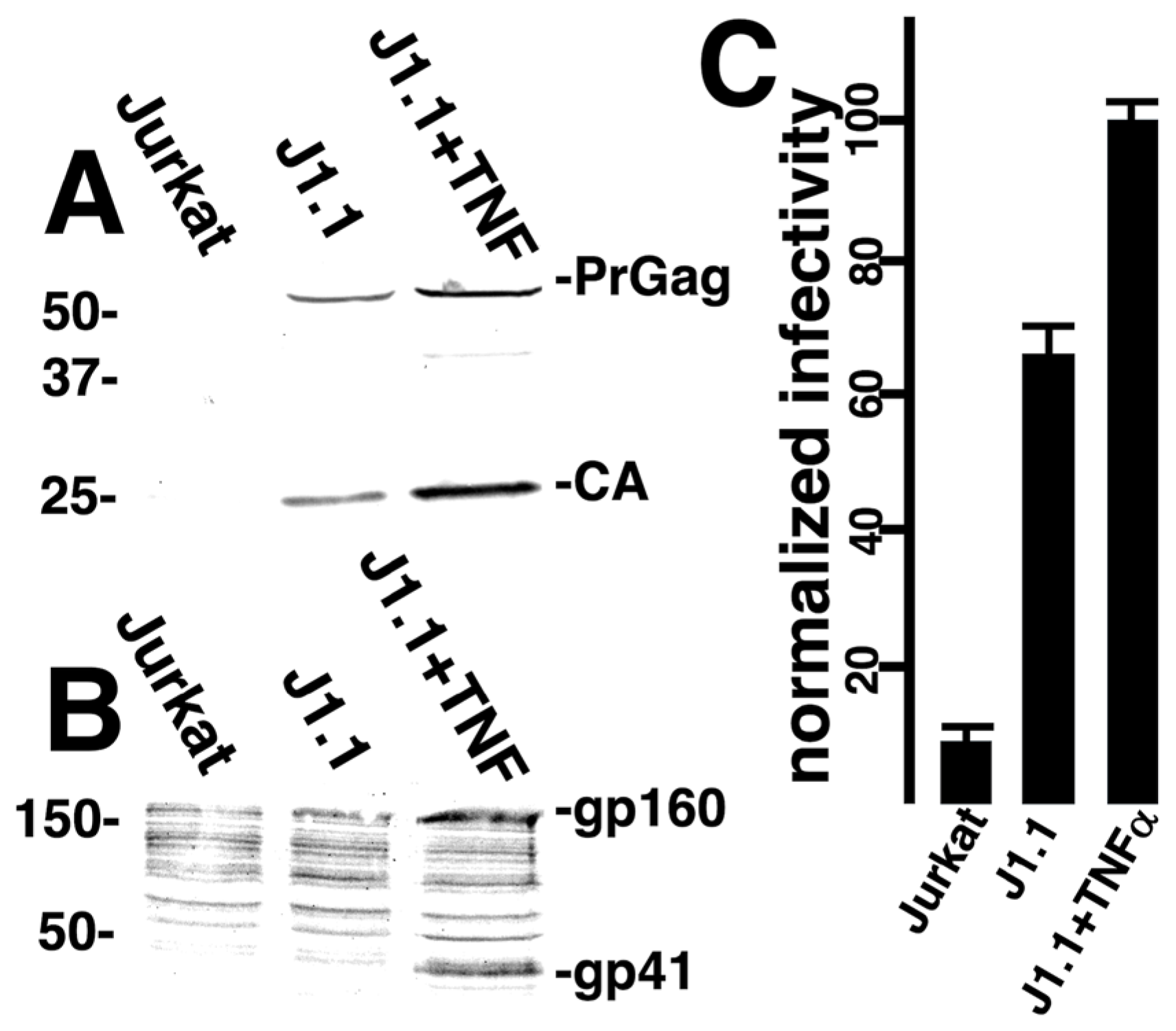 Viruses 17 00472 g007