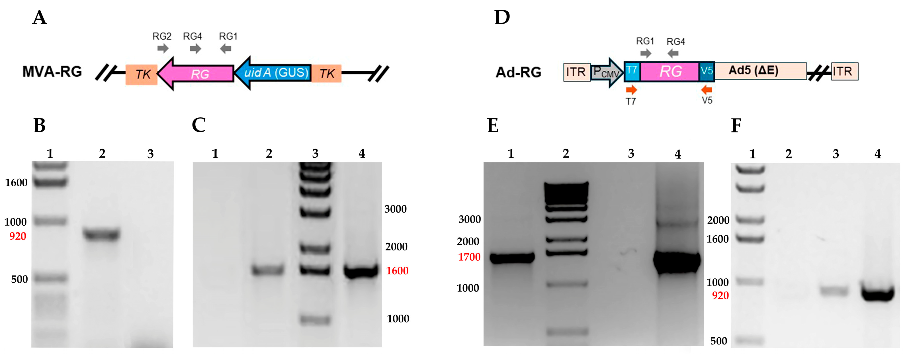 Viruses 17 00476 g001