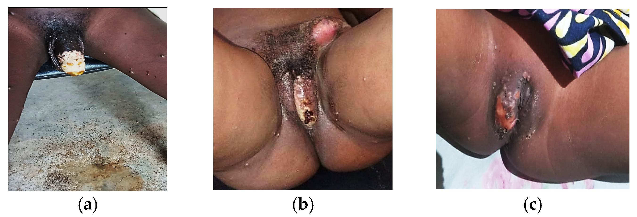 Viruses 17 00480 g003