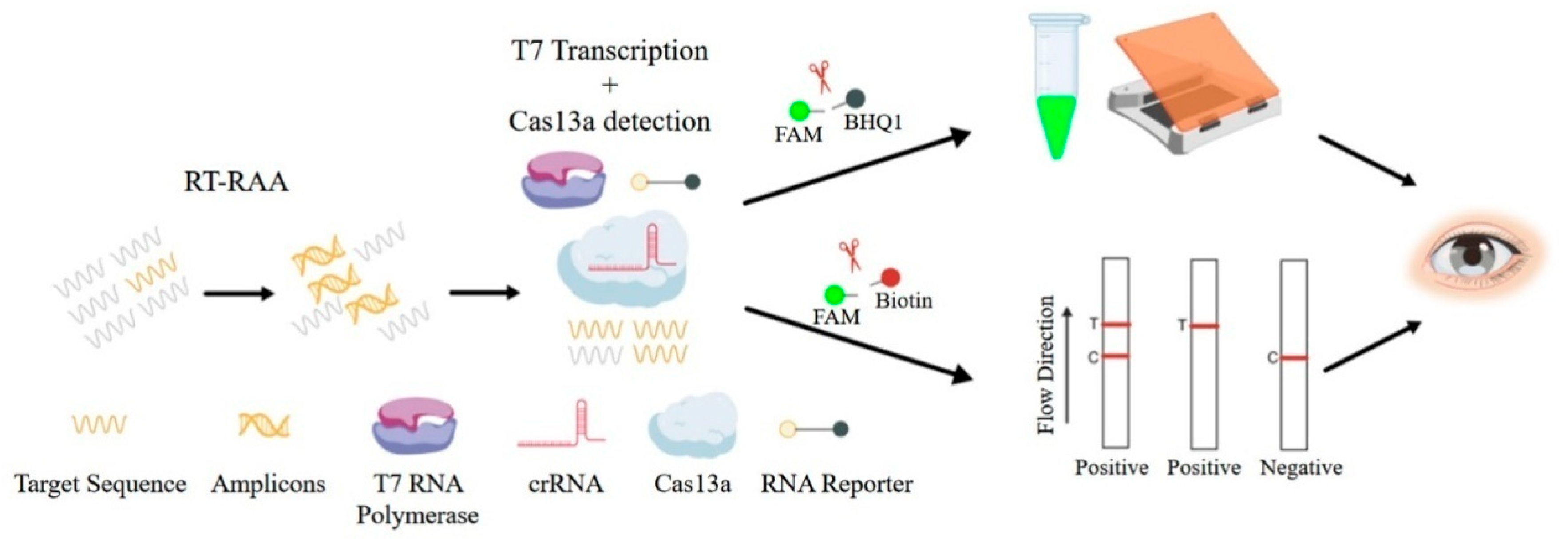 Viruses 17 00483 g001