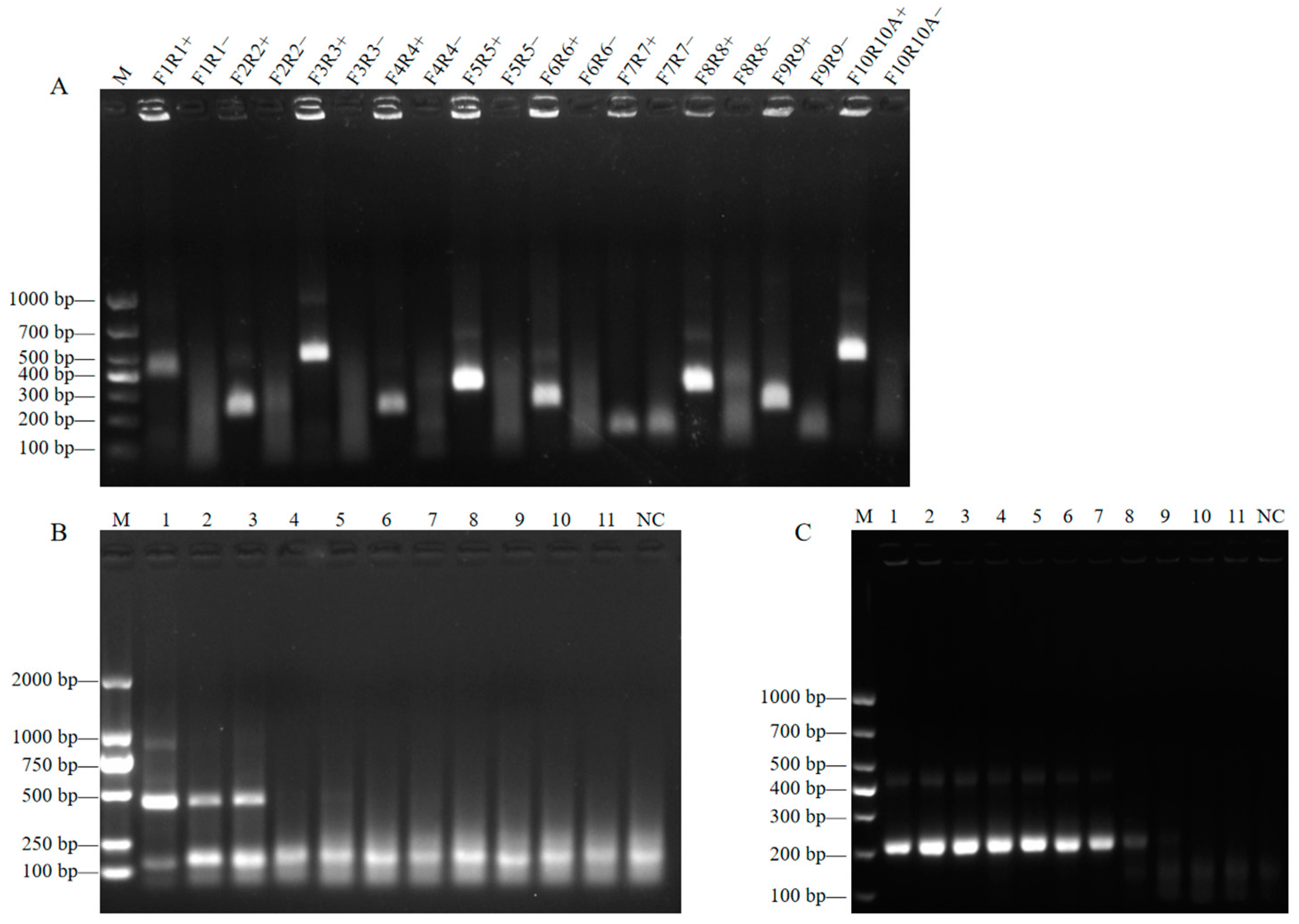 Viruses 17 00483 g002