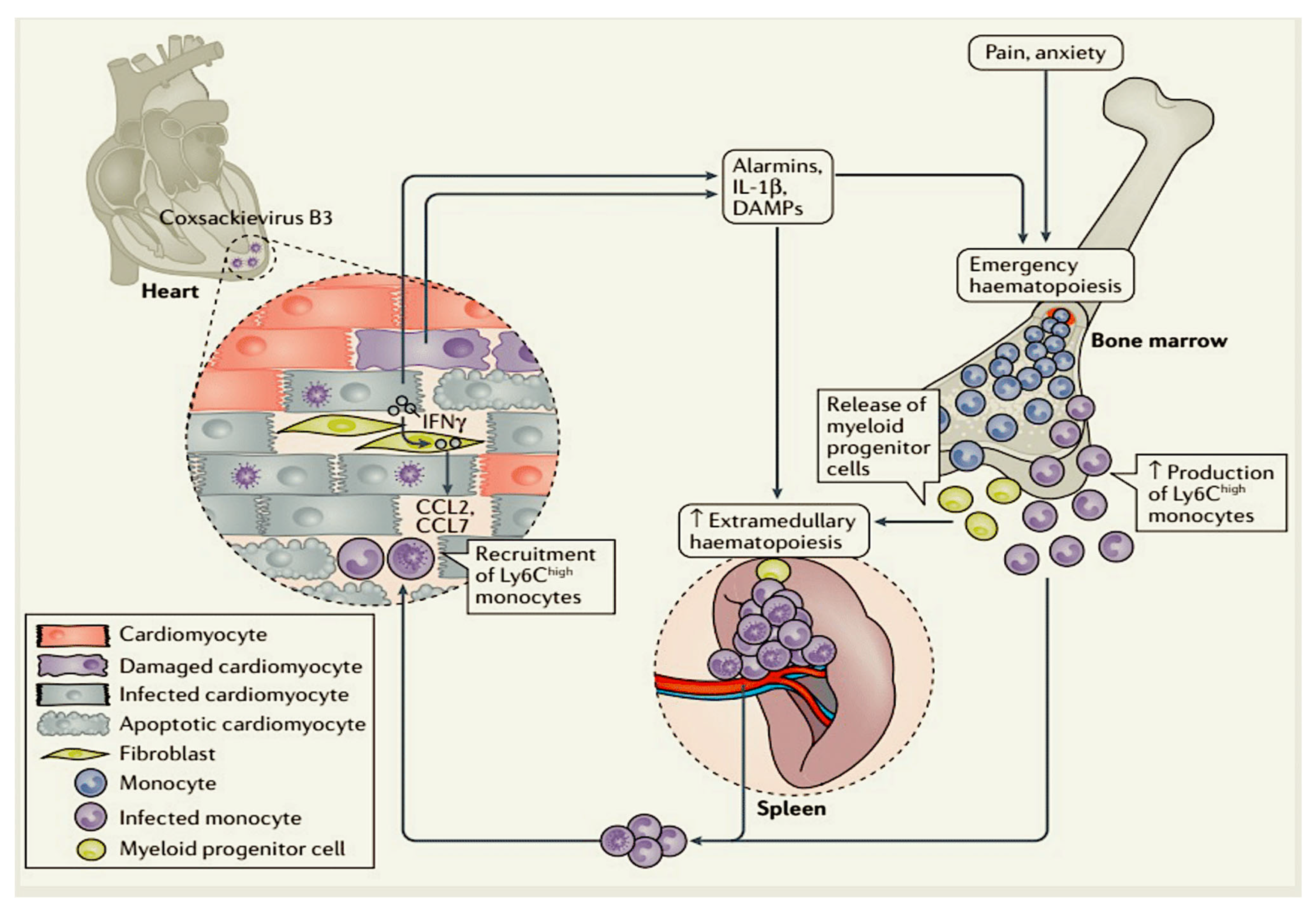 Viruses 17 00484 g002