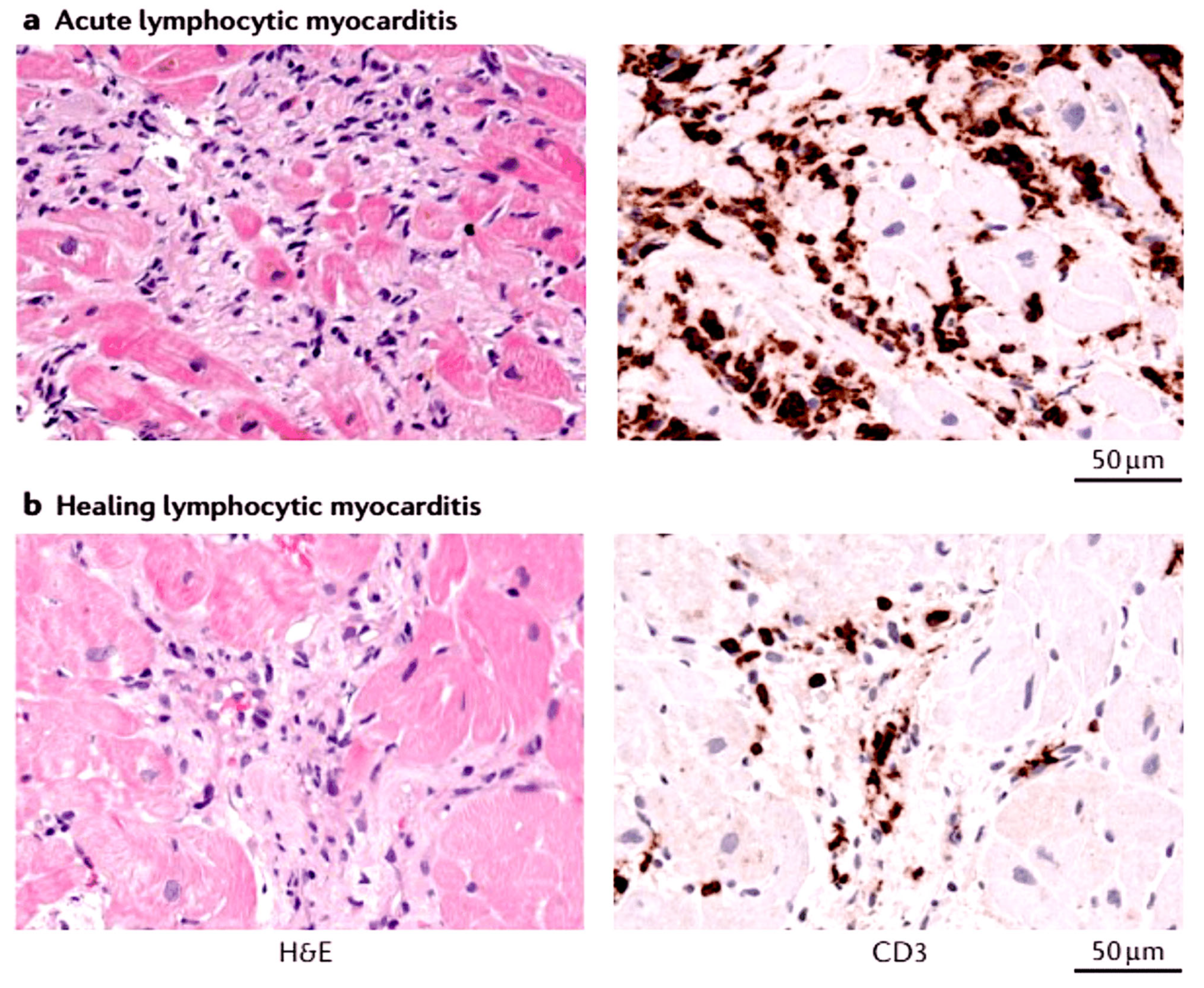 Viruses 17 00484 g003