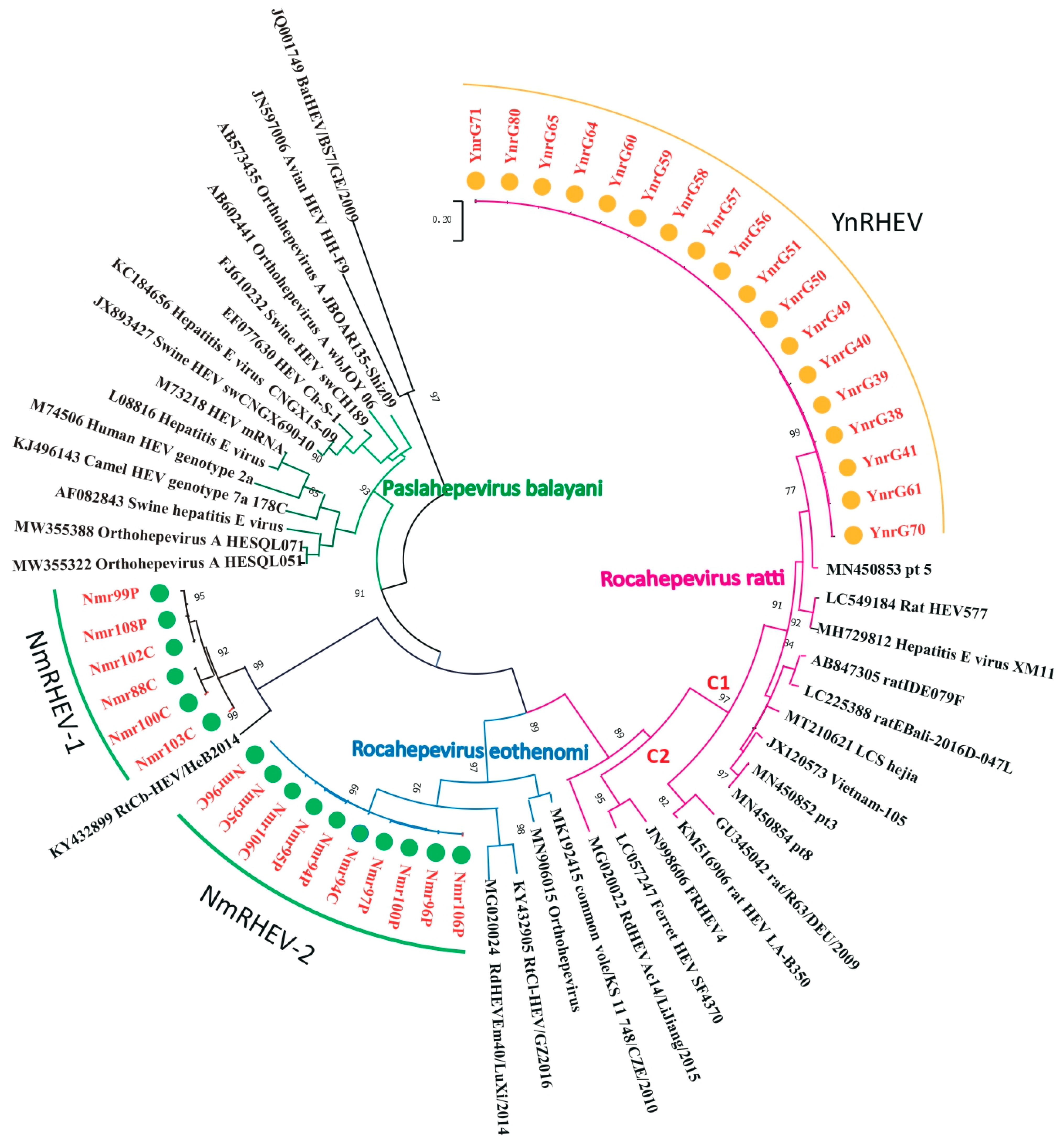 Viruses 17 00490 g001
