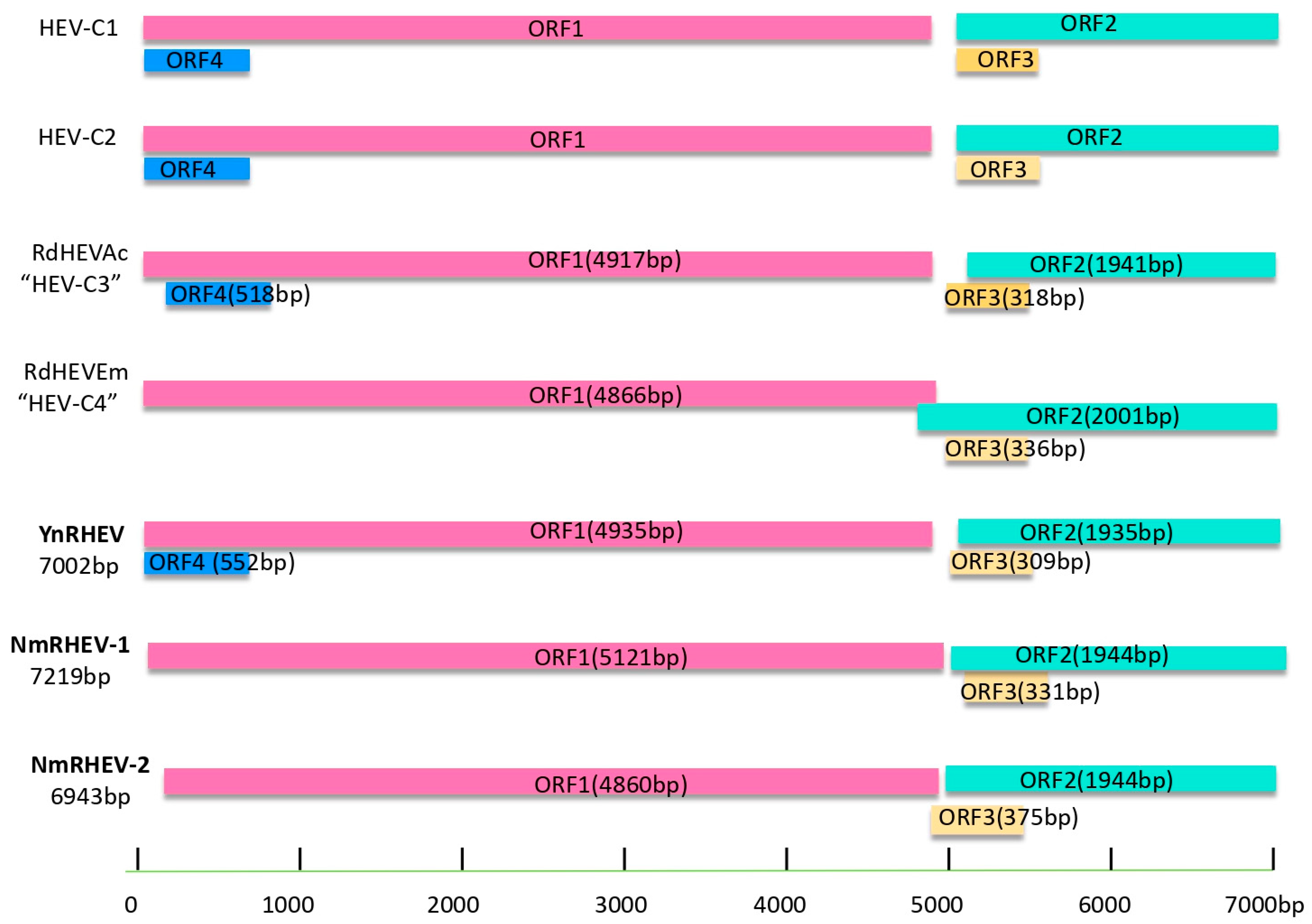 Viruses 17 00490 g002