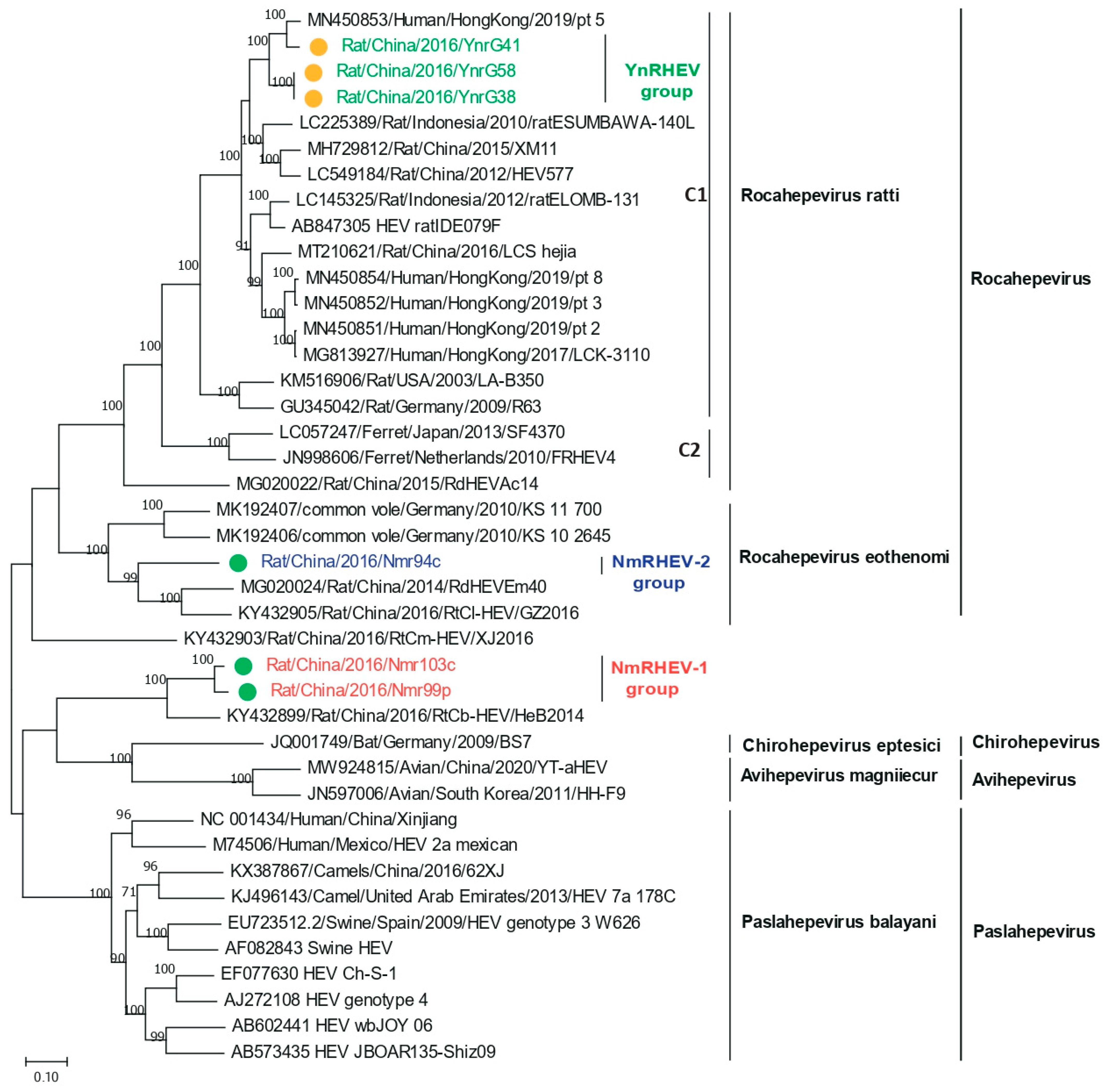 Viruses 17 00490 g003