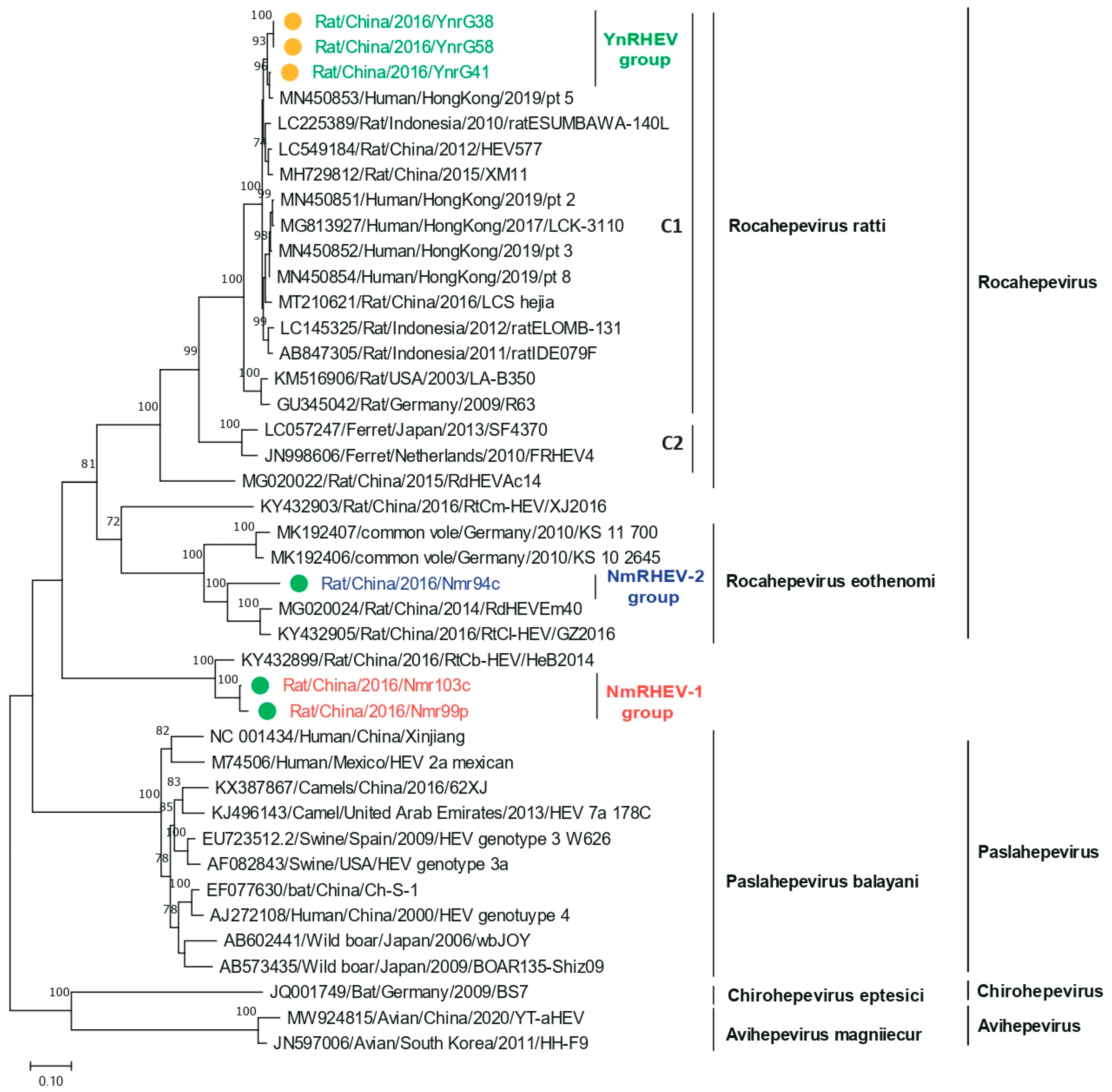 Viruses 17 00490 g004