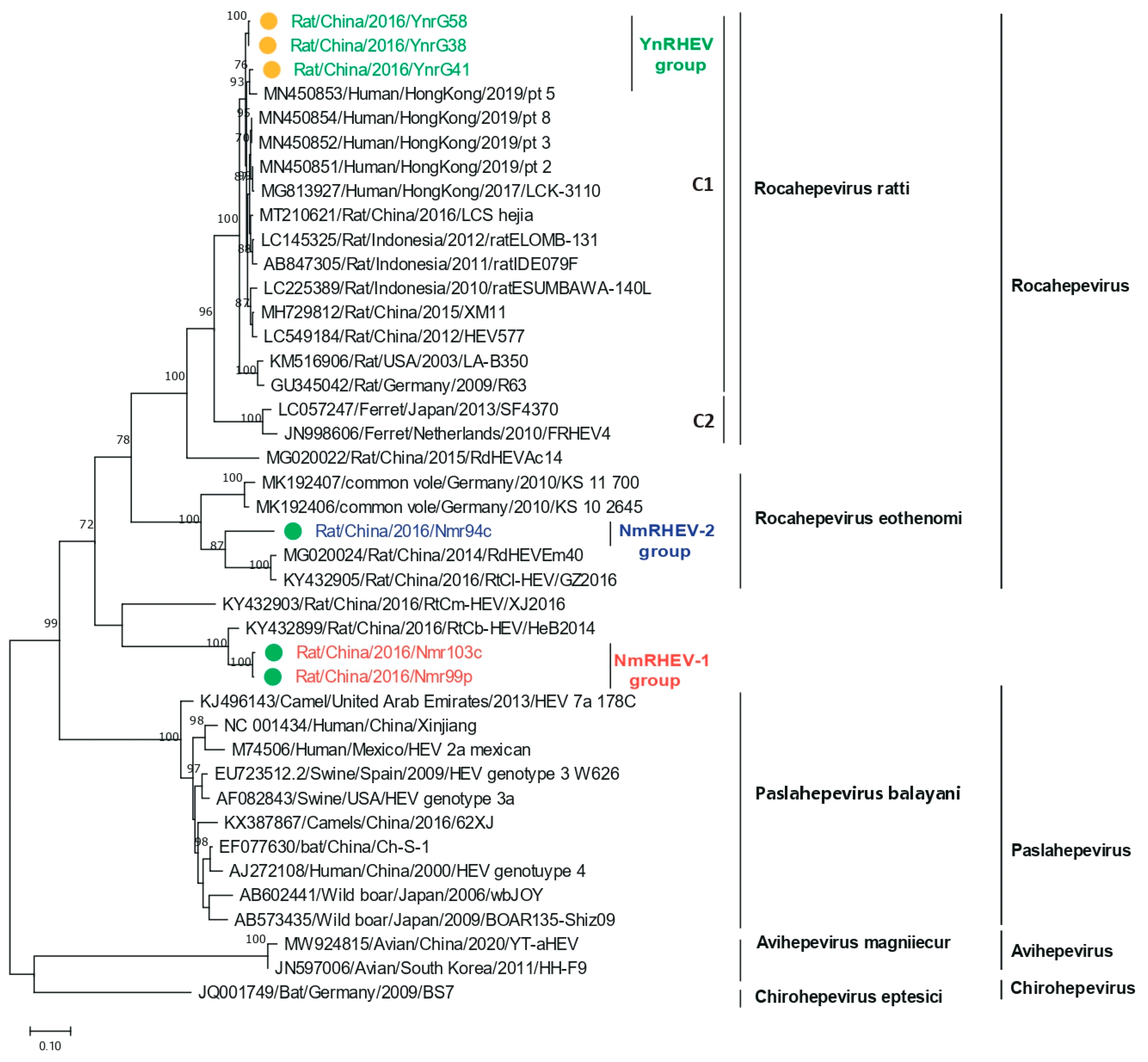 Viruses 17 00490 g005