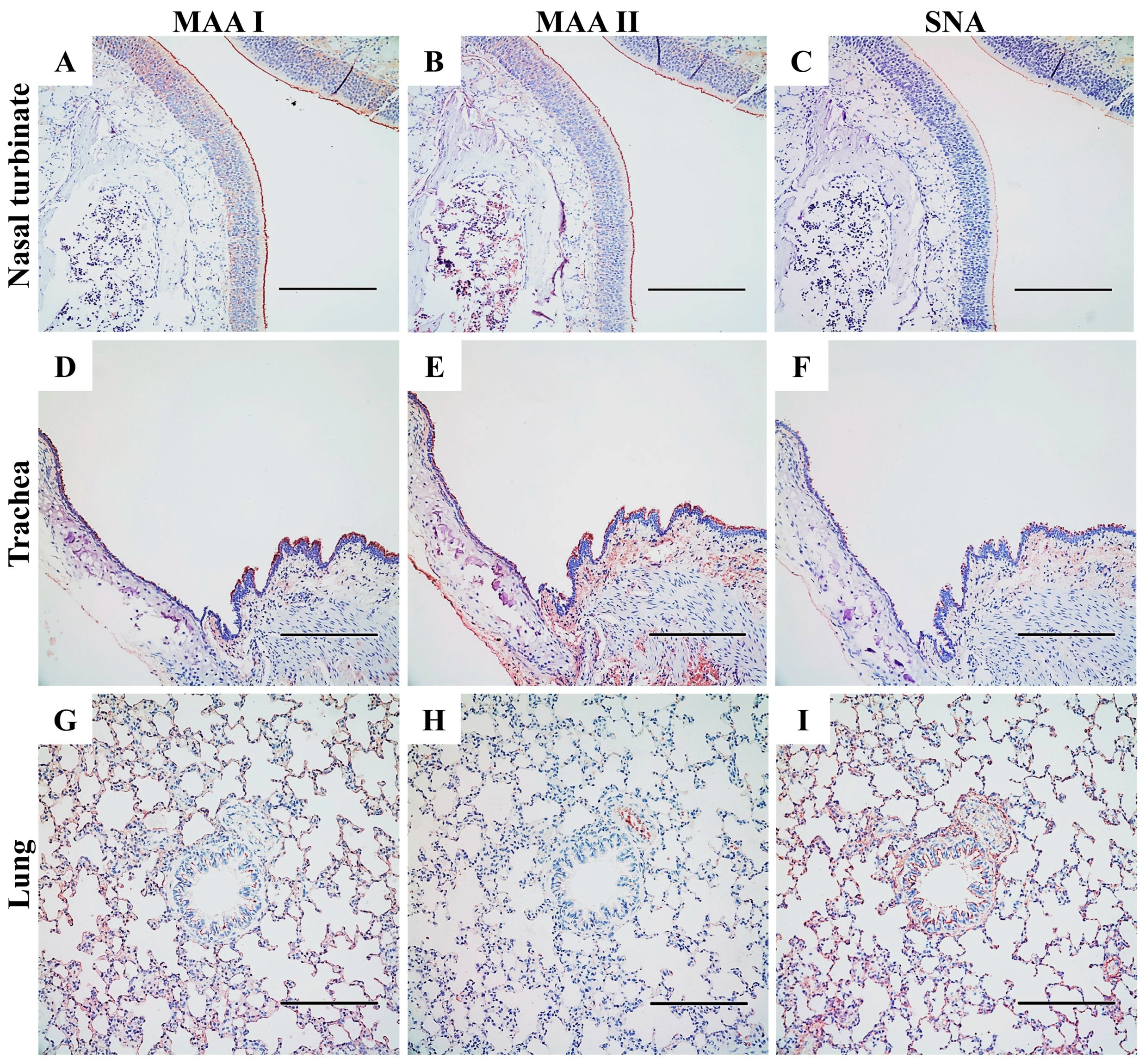 Viruses 17 00495 g006