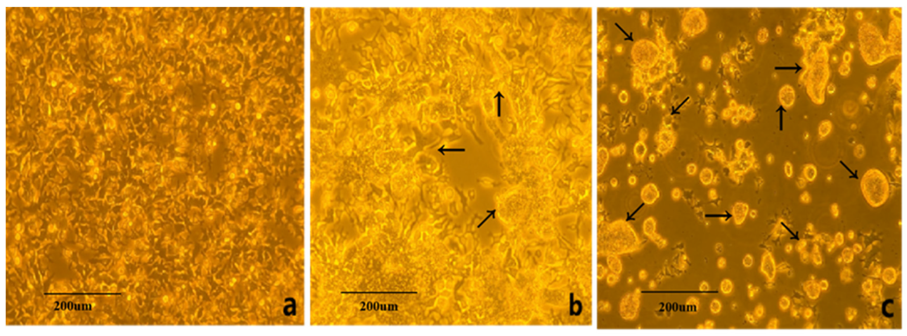 Viruses 17 00499 g001