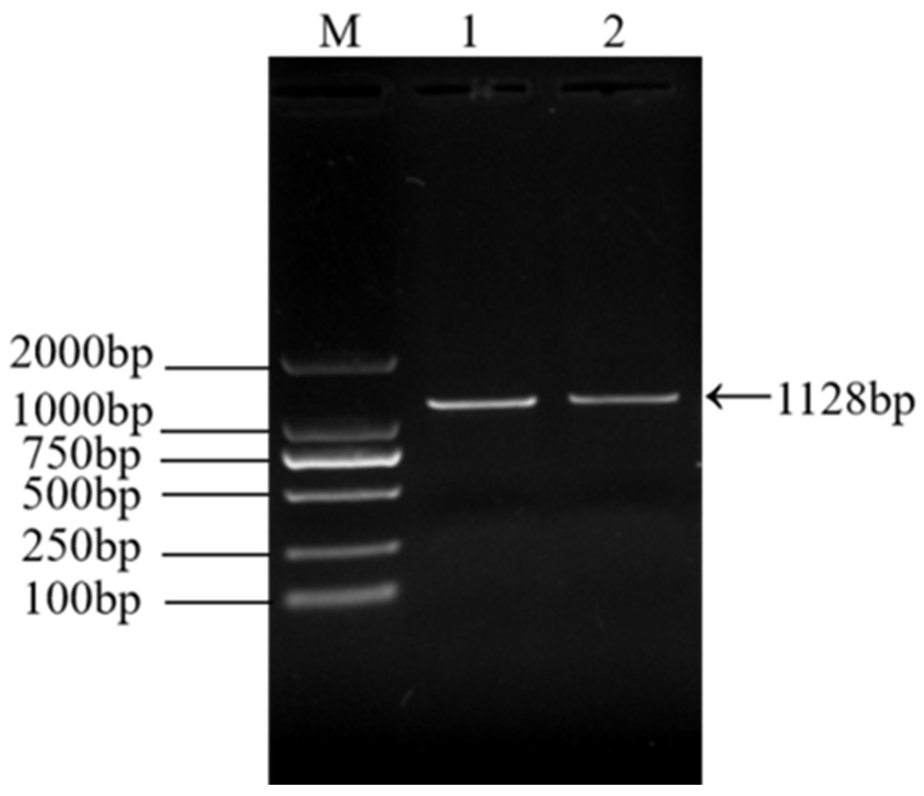 Viruses 17 00499 g002