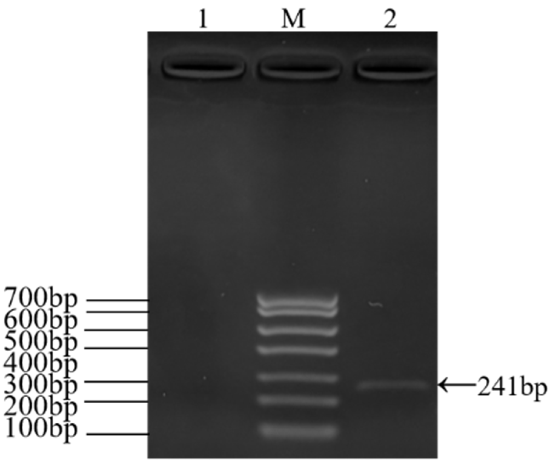 Viruses 17 00499 g005