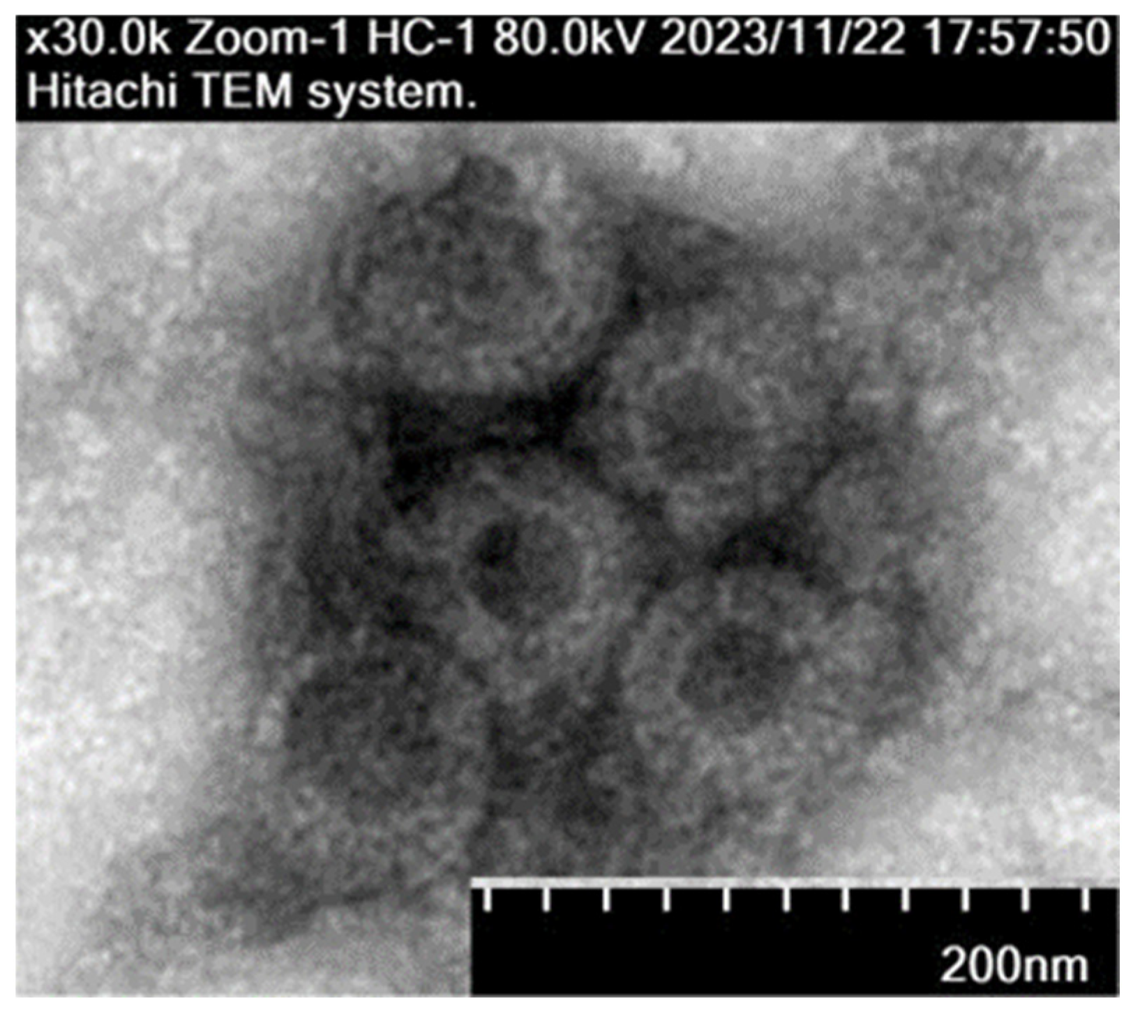 Viruses 17 00499 g008