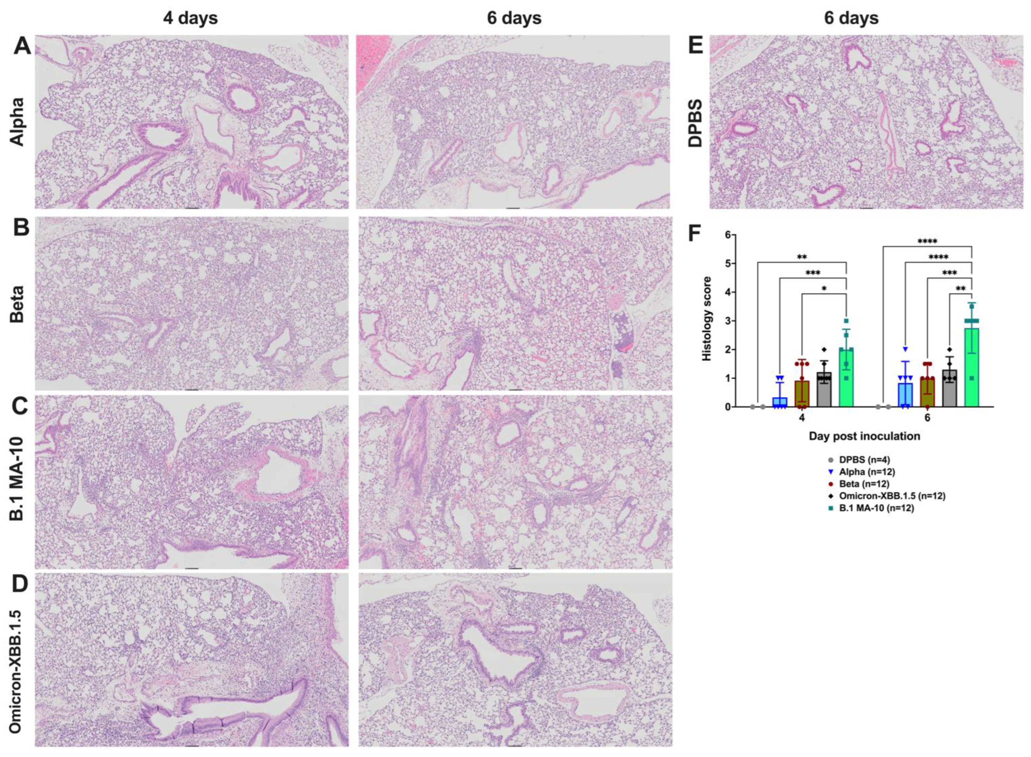 Viruses 17 00500 g006