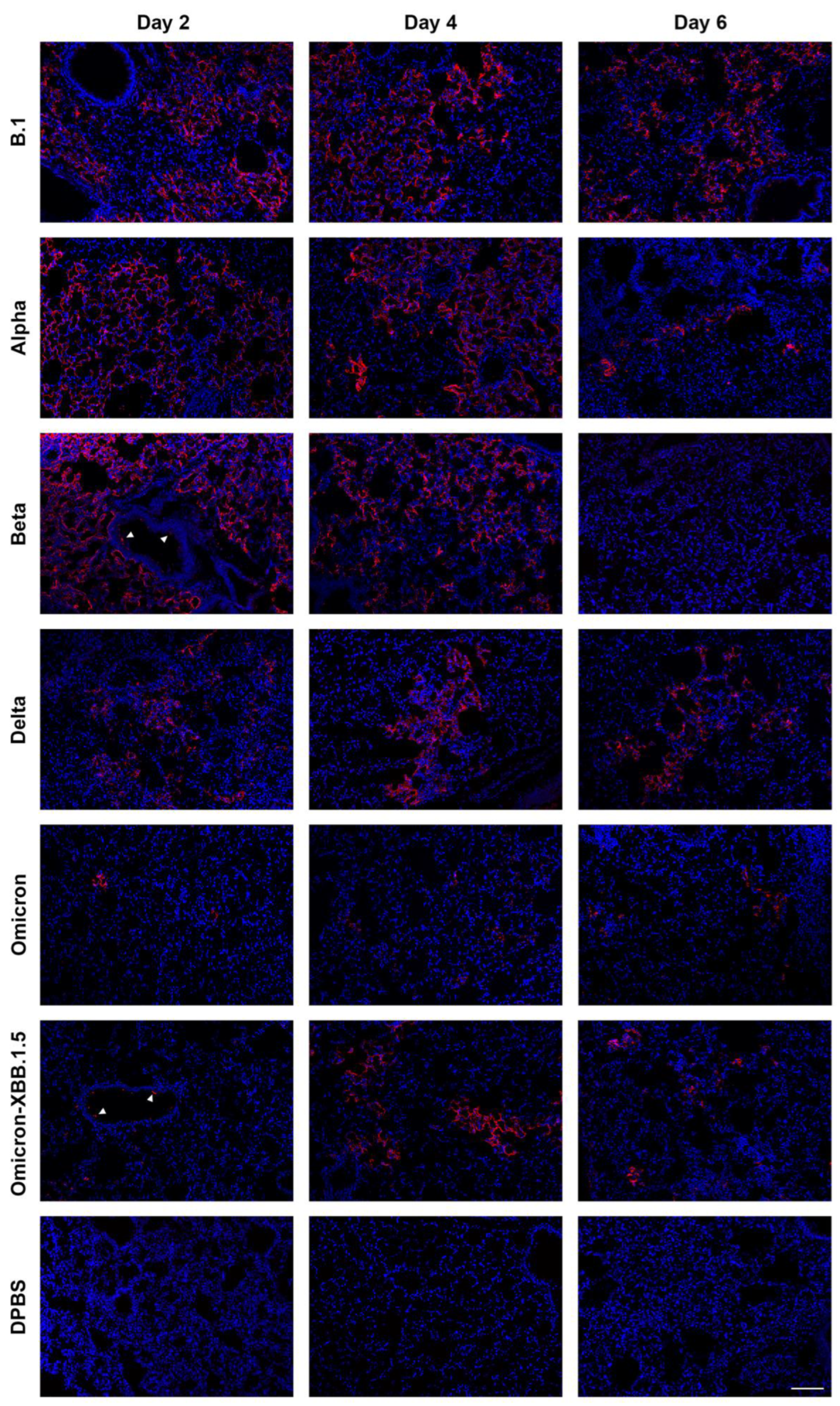 Viruses 17 00500 g007
